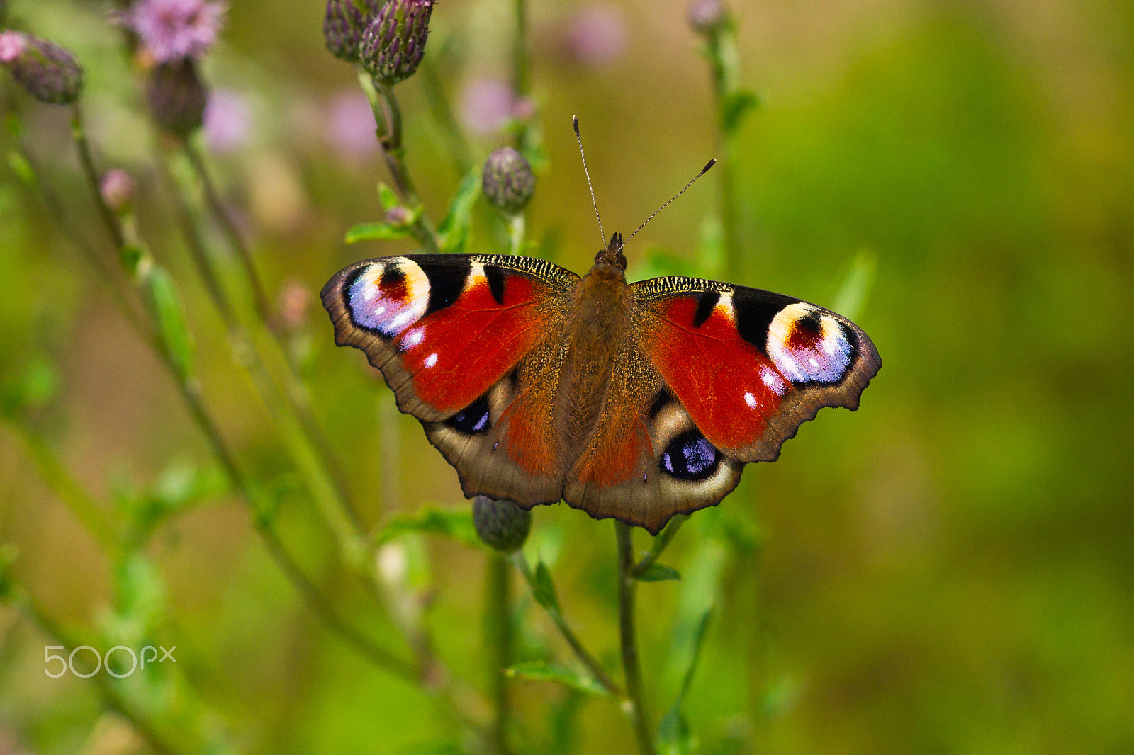 Tokina EMZ M100 AF 100mm F3.5 sample photo. Peacock photography