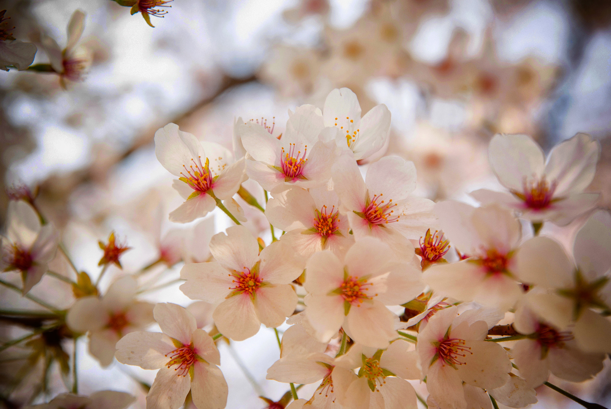 Sony Alpha DSLR-A300 + Sigma 17-70mm F2.8-4.5 (D) sample photo. Spring photography