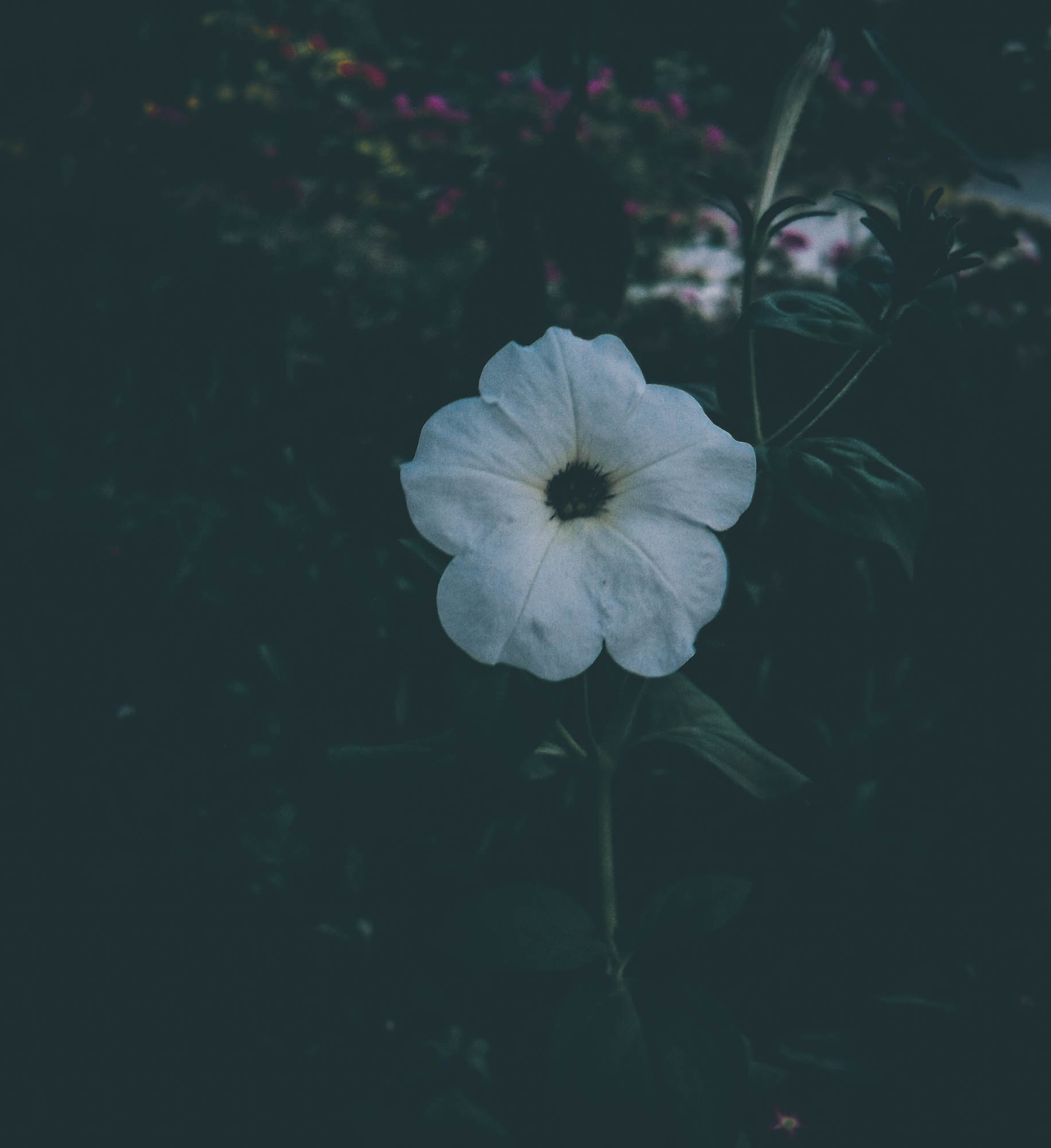 Samsung ES20/ VLUU ES20/  SL35 sample photo. At sunset photography