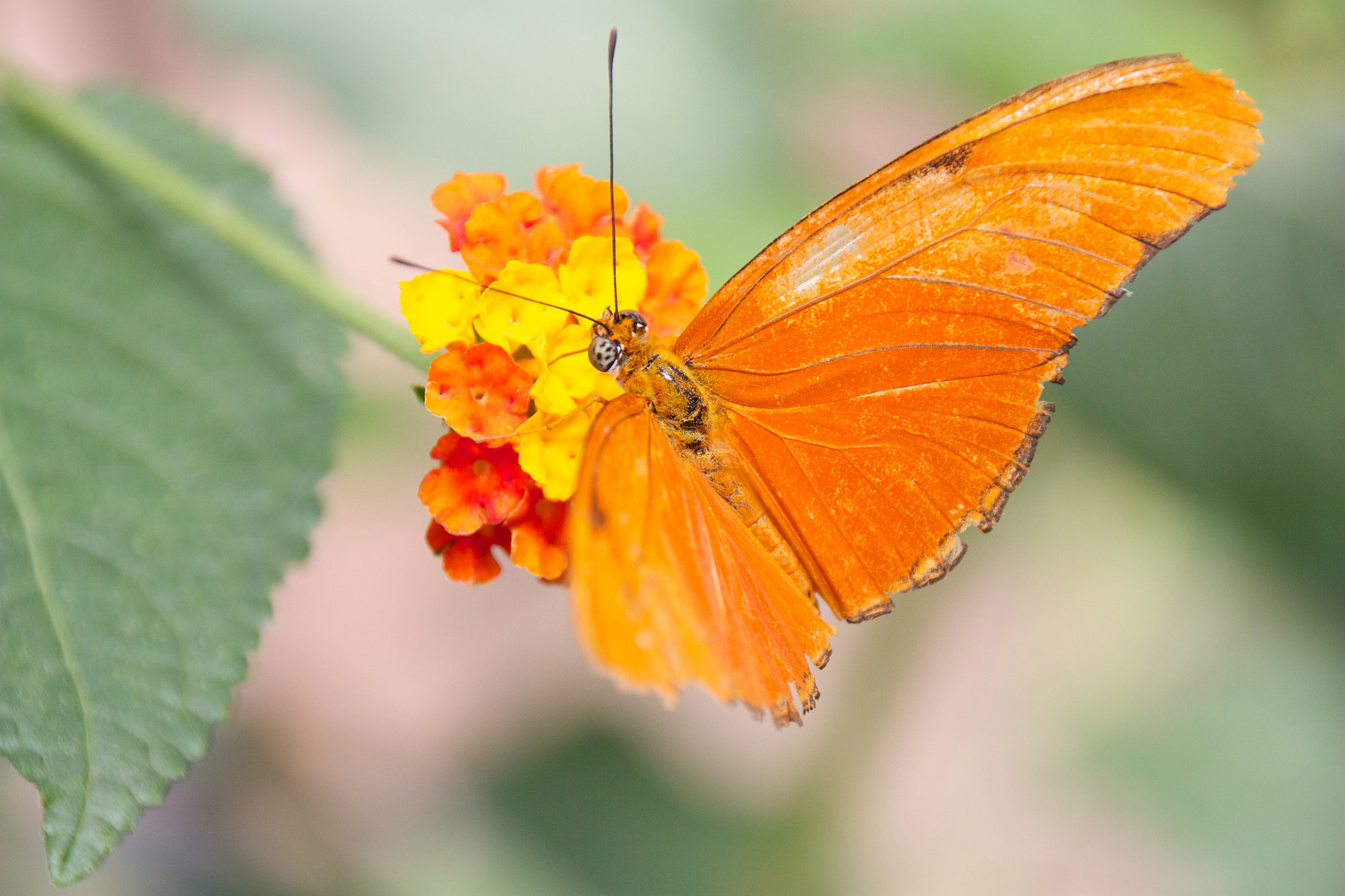 Sigma 18-250mm F3.5-6.3 DC OS HSM sample photo. Butterfly photography