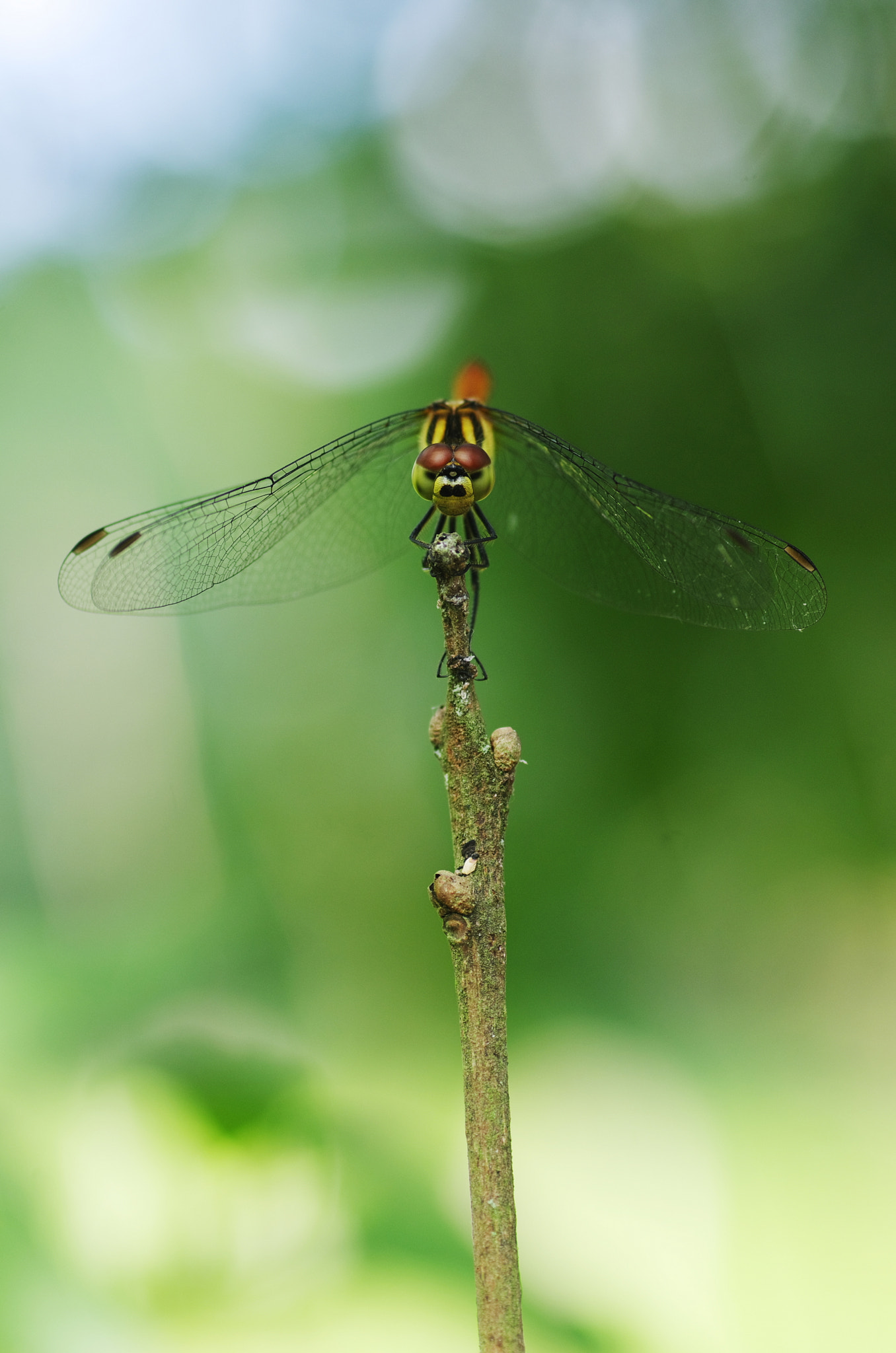 Pentax K-5 + Tamron SP AF 90mm F2.8 Di Macro sample photo. A dragonfly photography