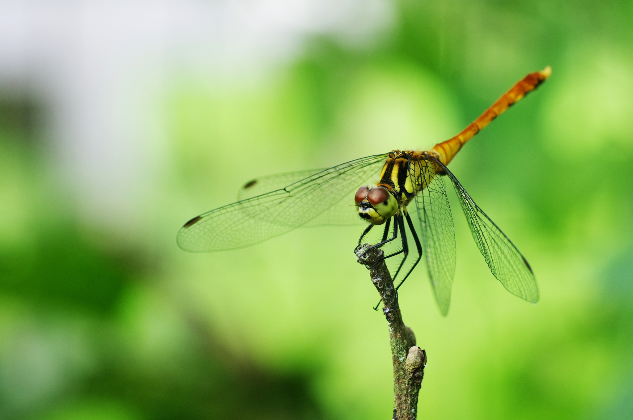 Pentax K-5 + Tamron SP AF 90mm F2.8 Di Macro sample photo. A dragonfly photography