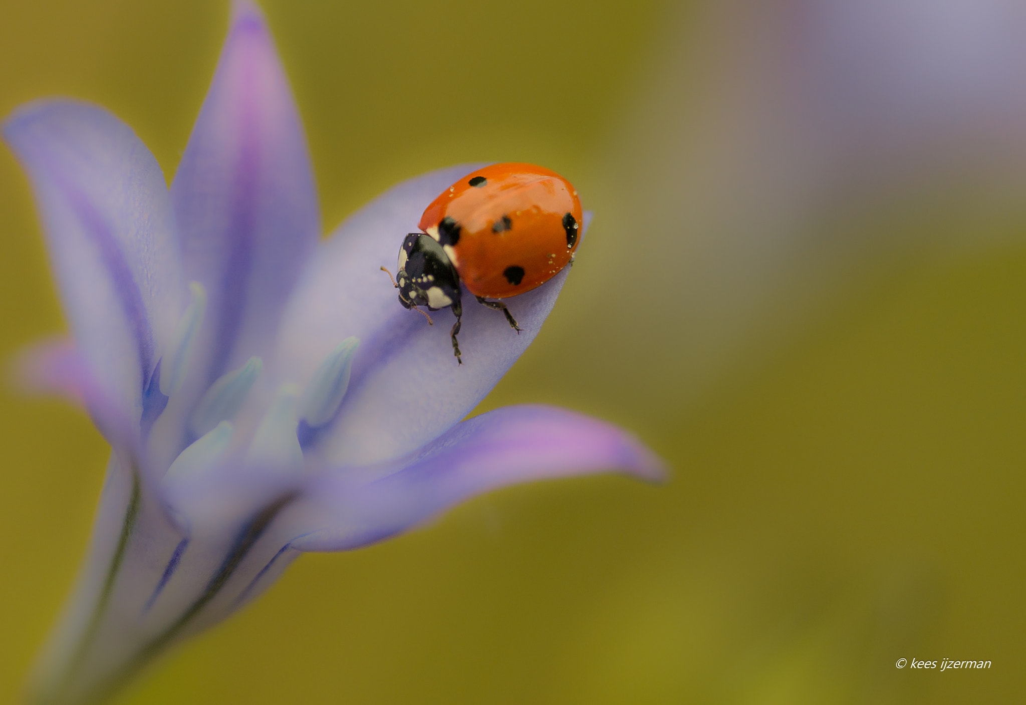 Sony SLT-A77 + Sigma 70-200mm F2.8 EX DG Macro HSM II sample photo. On the way back. photography