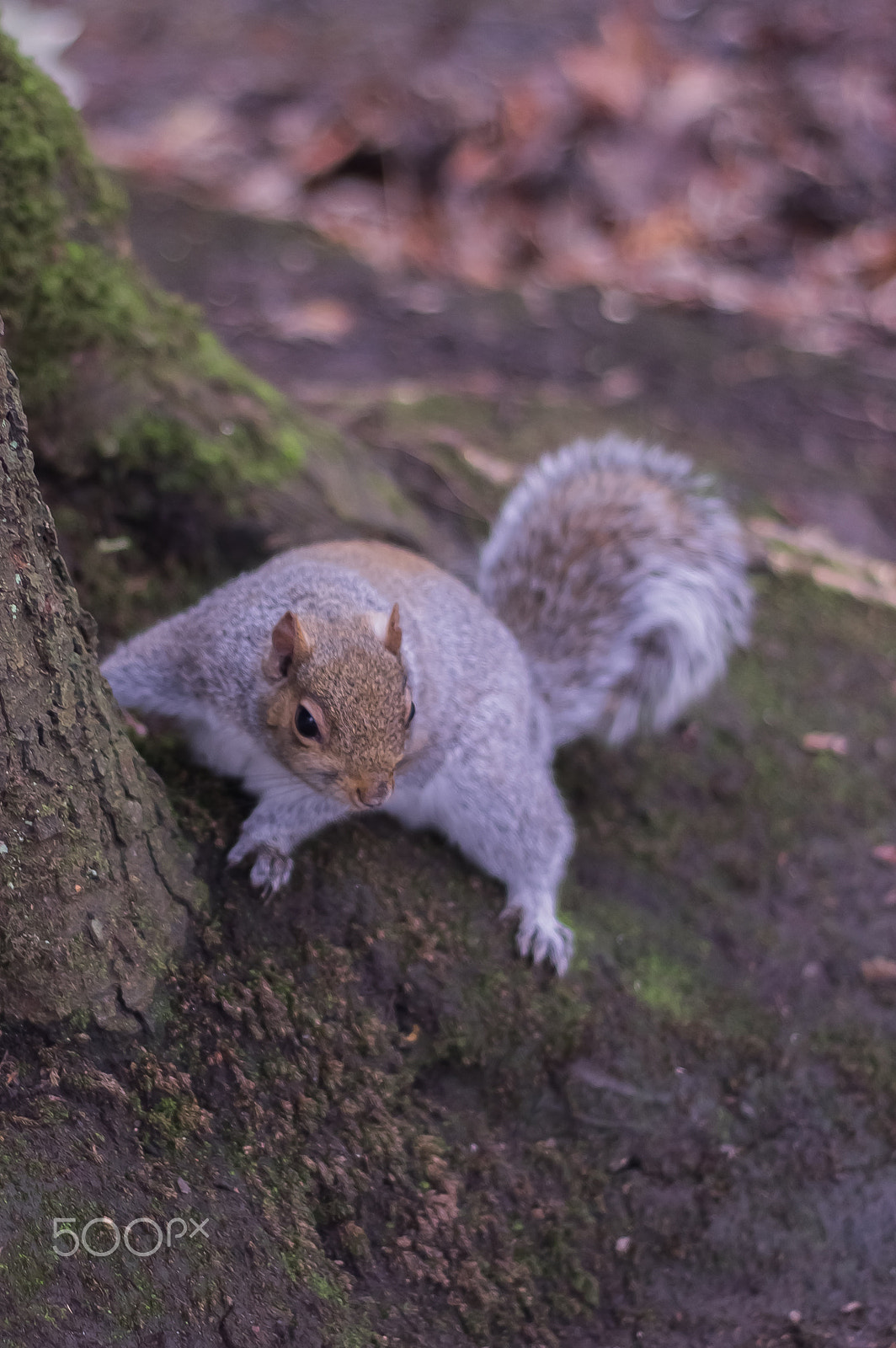 smc PENTAX-FA 50mm F1.7 sample photo. 24030115075.jpg photography