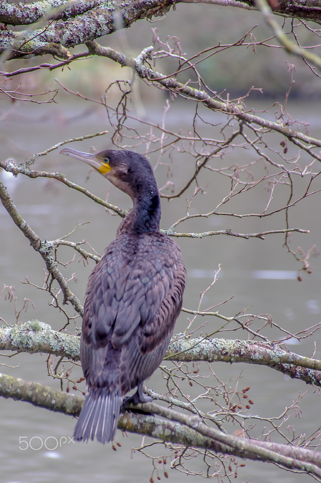 Pentax K-3 sample photo. Cormorant photography