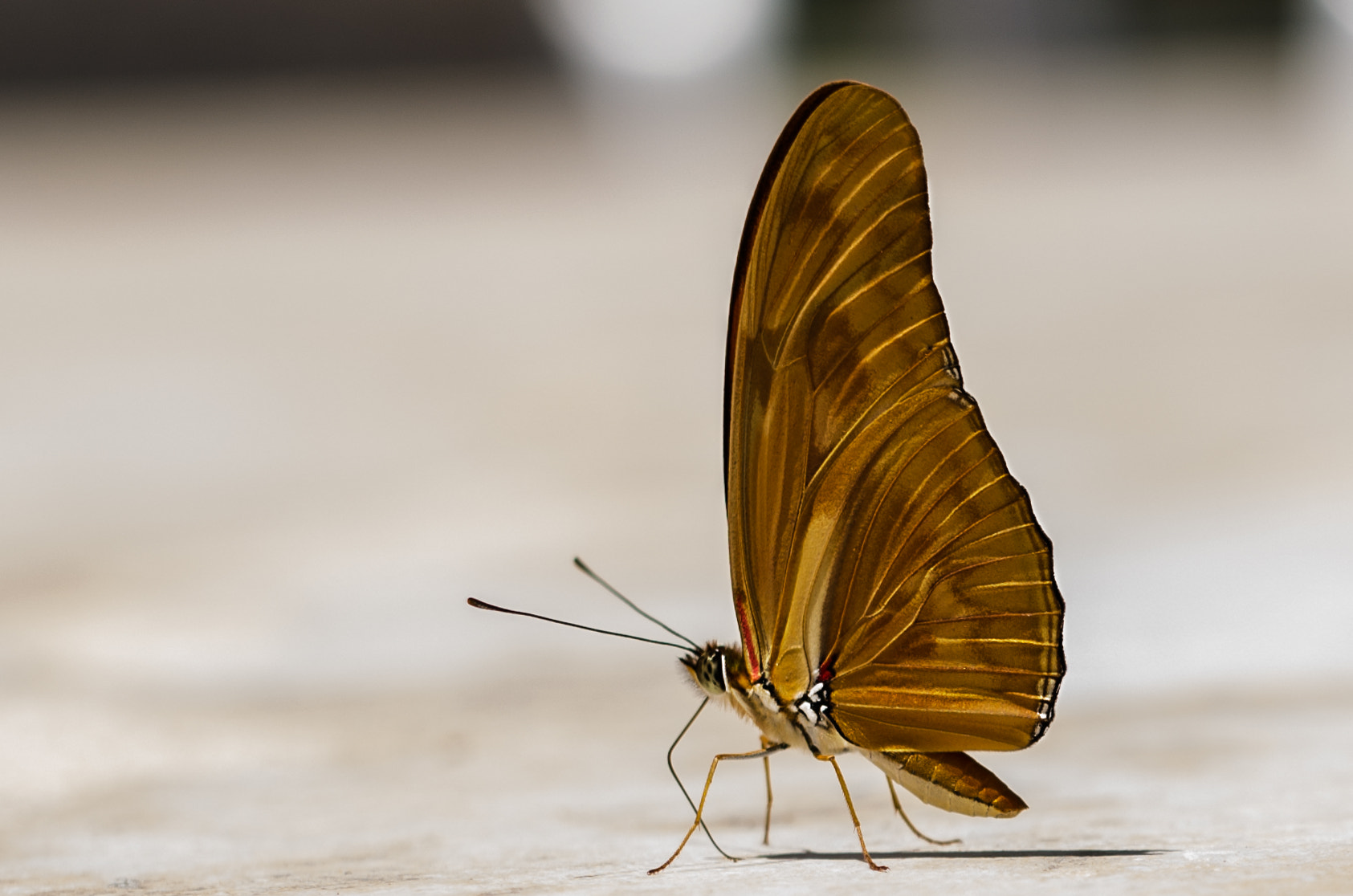 Nikon D5100 + Sigma 50mm F1.4 DG HSM Art sample photo. Butterfly photography