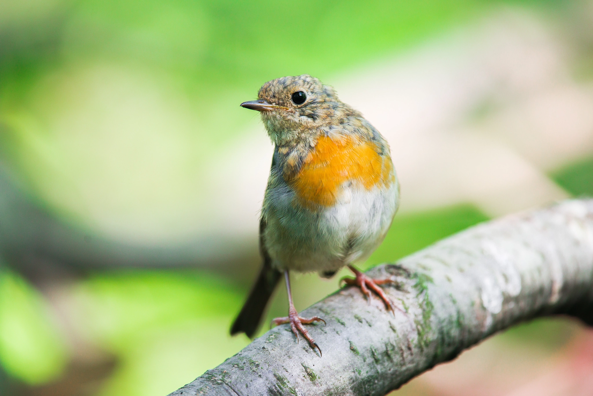 Nikon Nikkor AF-S 300mm F4E PF ED VR sample photo. Young robin photography