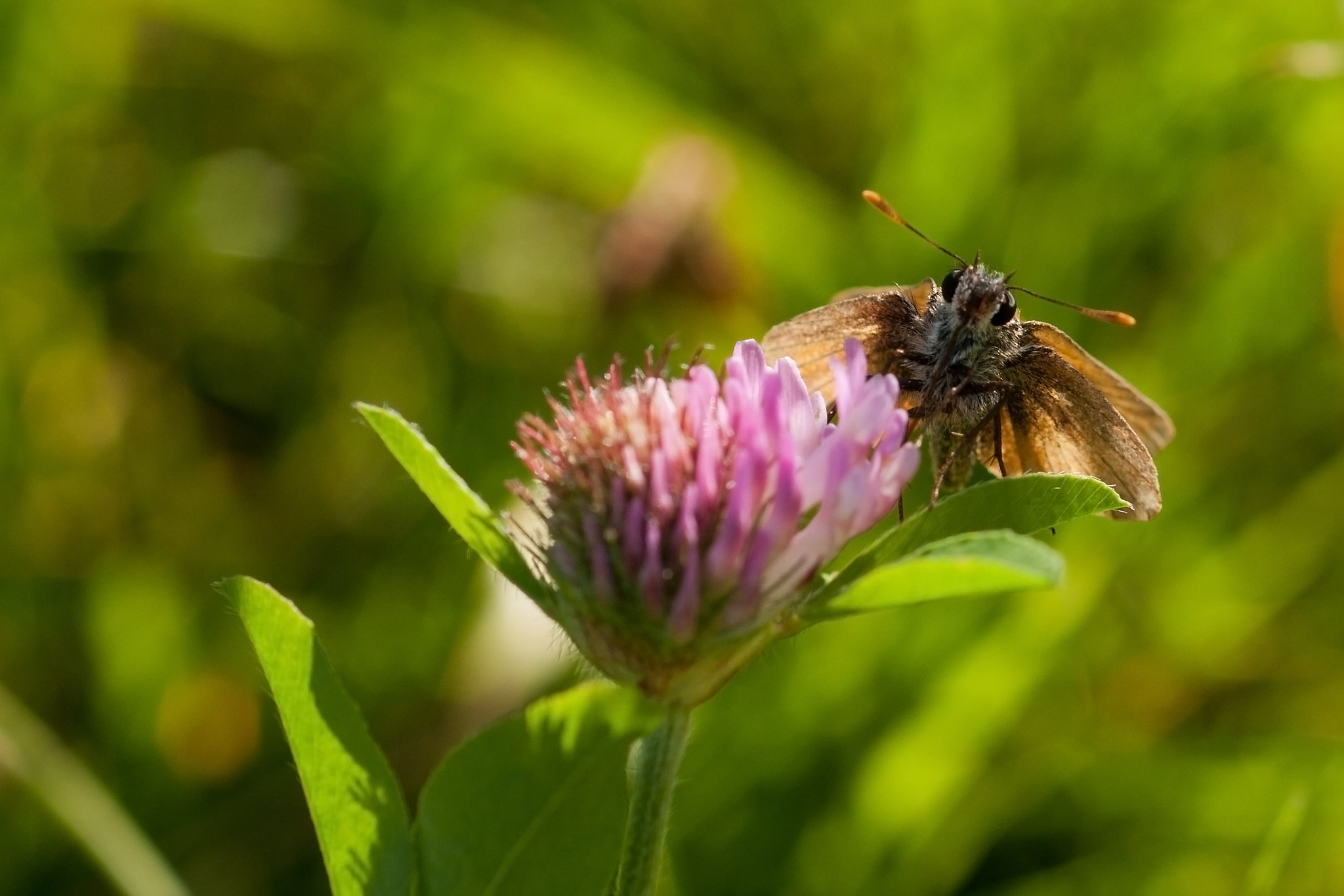 Nikon D300S + Nikon AF Micro-Nikkor 60mm F2.8D sample photo. Little insect photography