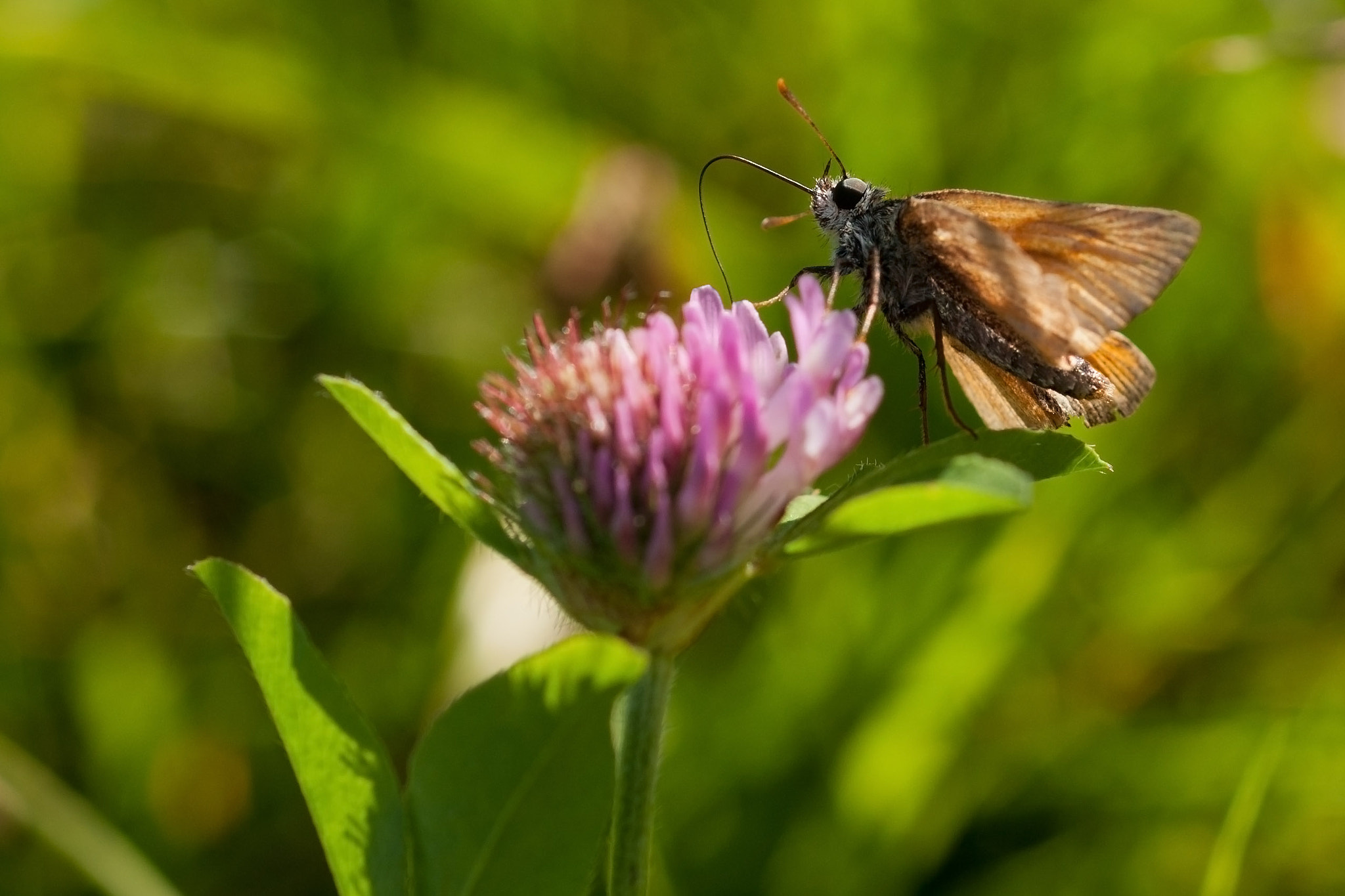 Nikon D300S + Nikon AF Micro-Nikkor 60mm F2.8D sample photo. Little insect photography