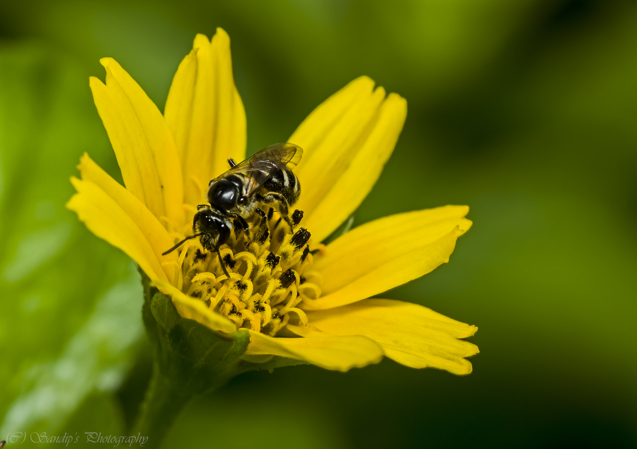 Canon EOS 600D (Rebel EOS T3i / EOS Kiss X5) + Tamron SP AF 90mm F2.8 Di Macro sample photo. Business time..... photography