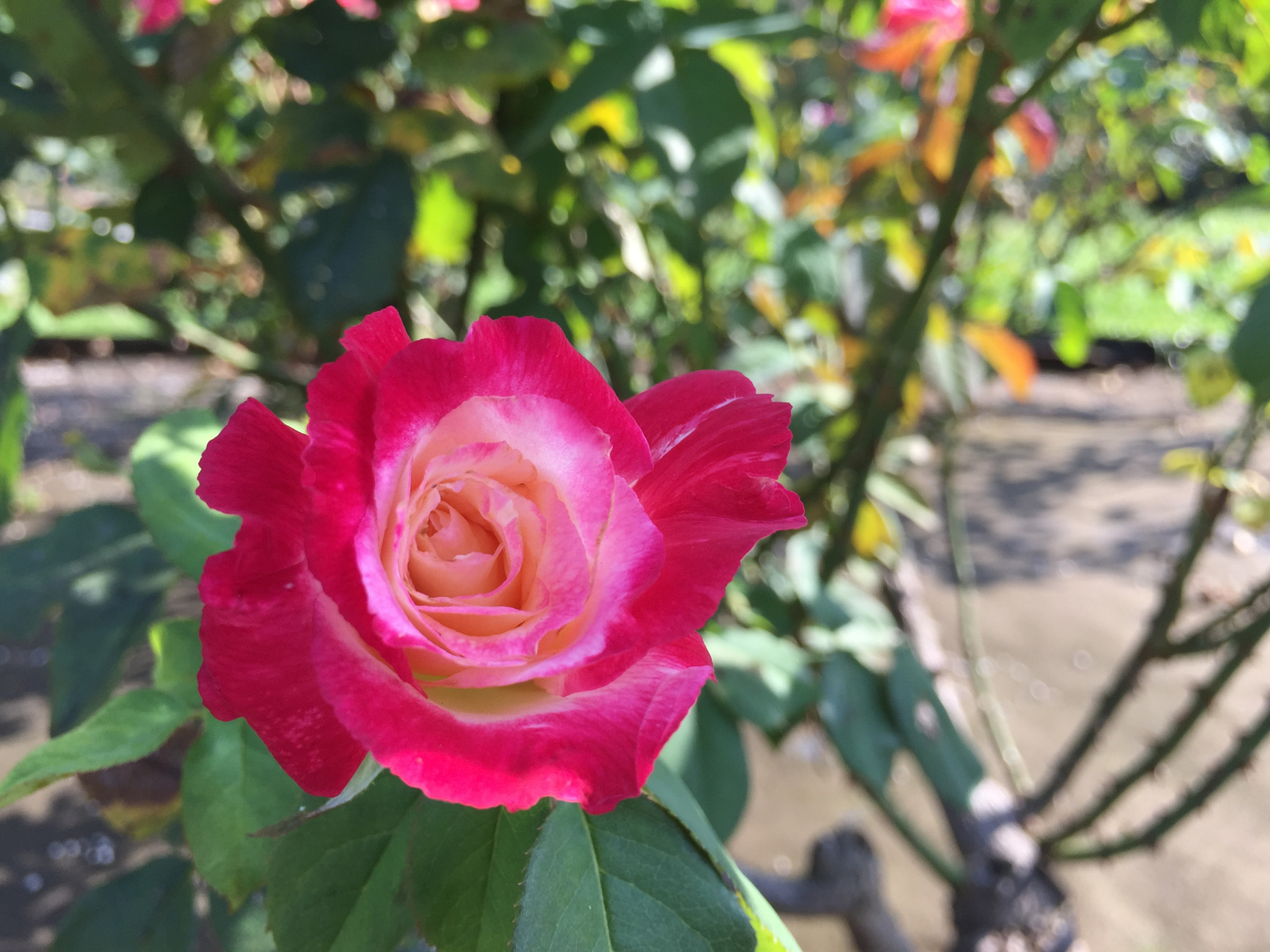 Apple iPhone7,1 sample photo. Remembering the first time photography