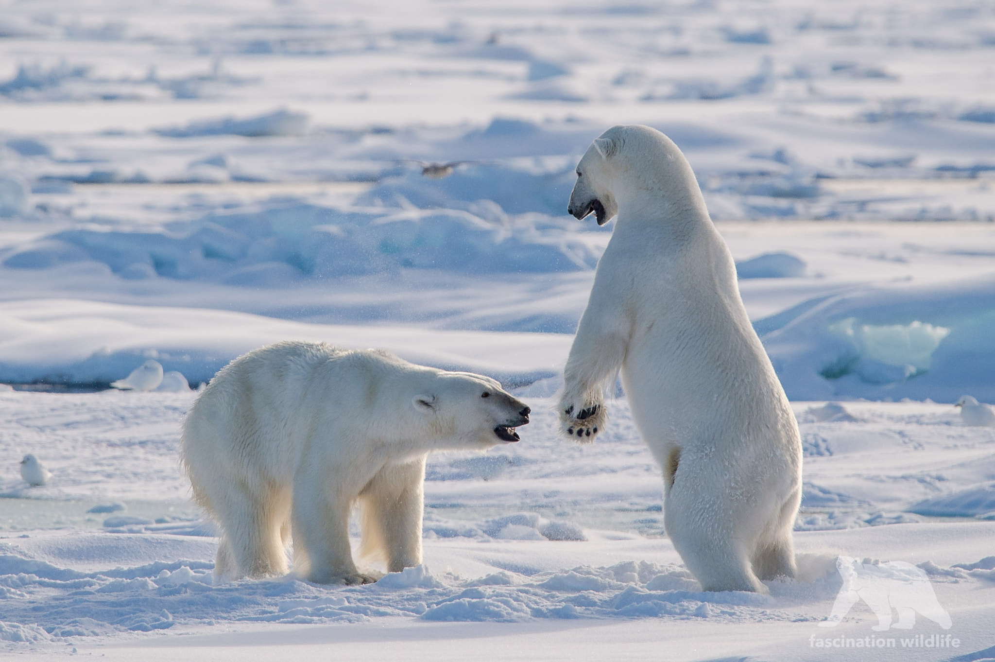 Sigma 150-600mm F5-6.3 DG OS HSM | S sample photo. Polar bears photography
