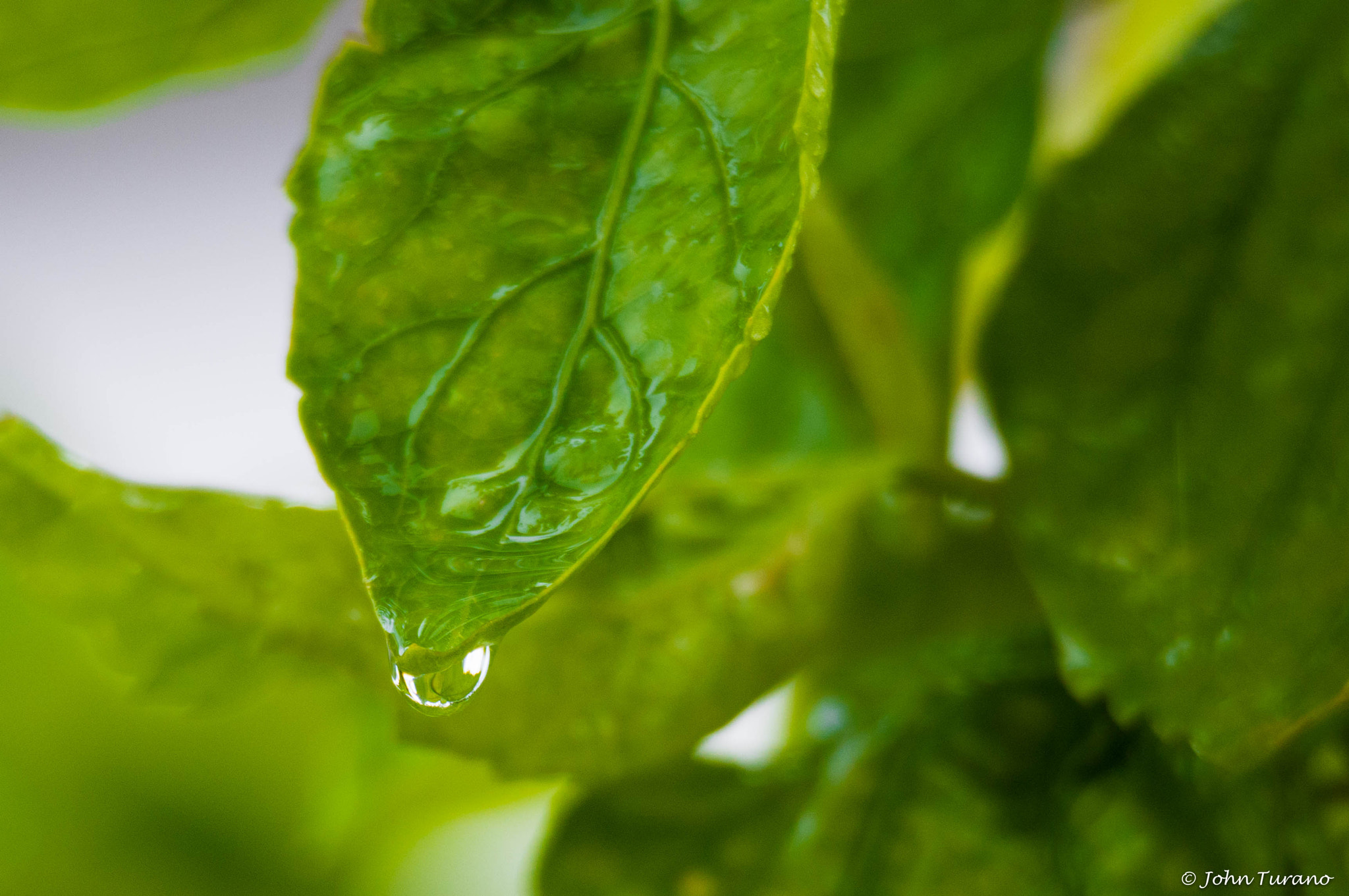 Olympus OM-D E-M10 sample photo. Raindrop photography