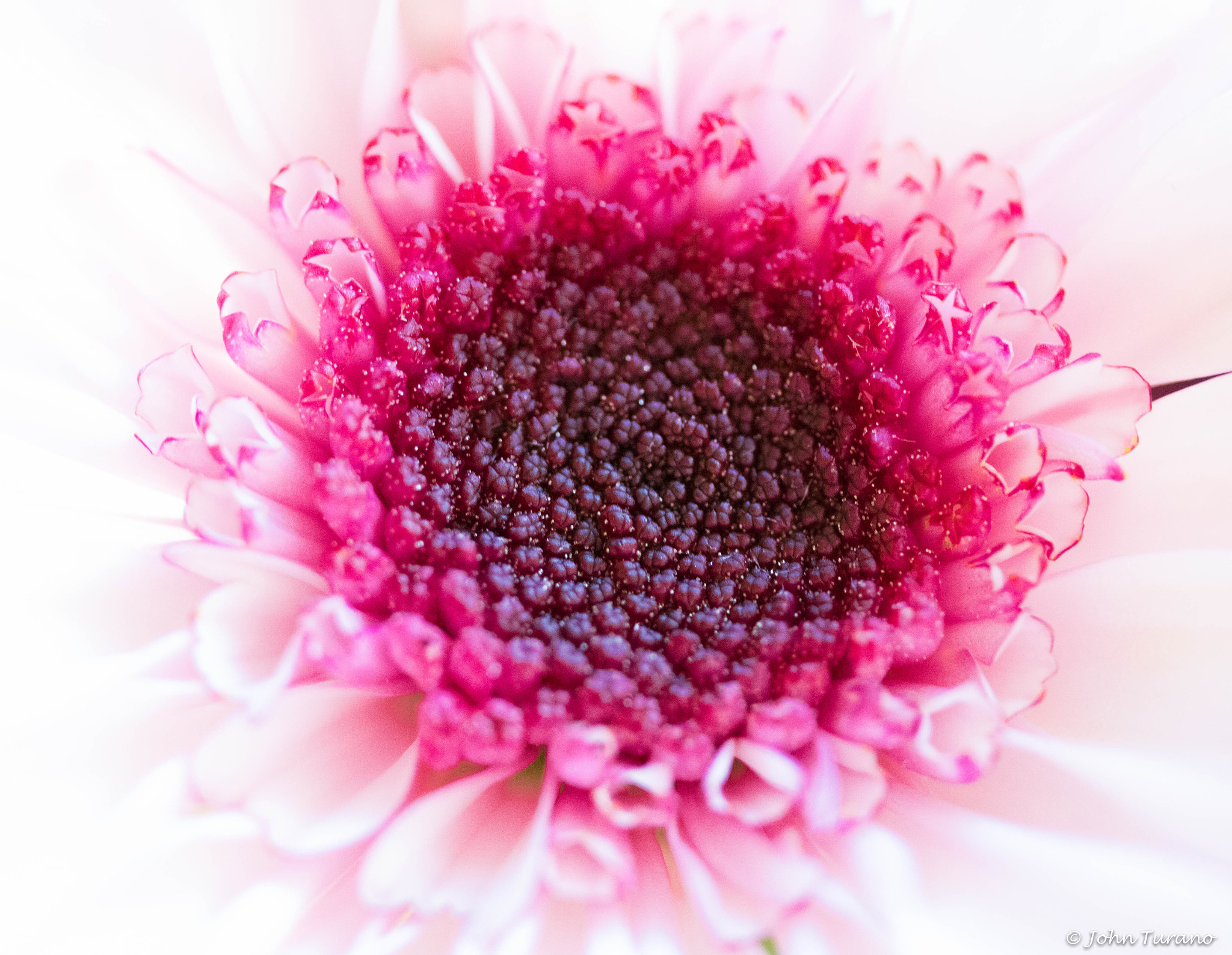 Canon EF-S 60mm F2.8 Macro USM sample photo. White daisy photography
