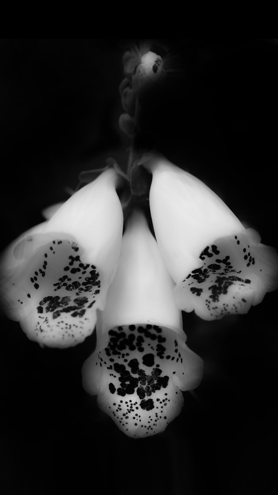 Canon EF 180mm F3.5L Macro USM sample photo. Digitalis photography