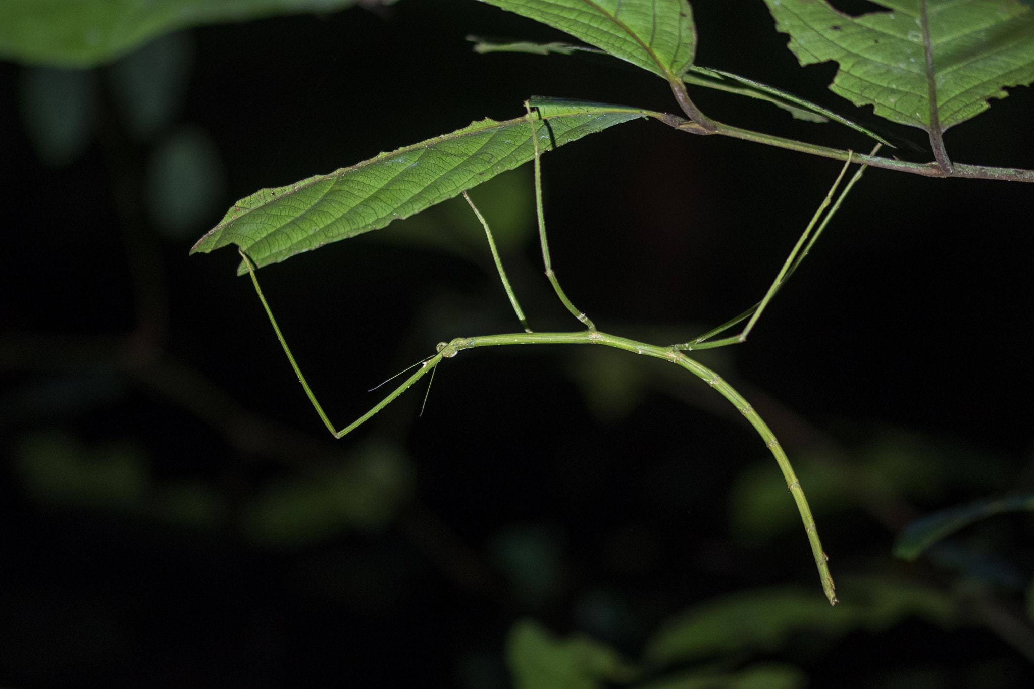 Sigma 105mm F2.8 EX DG OS HSM sample photo. Walking stick photography