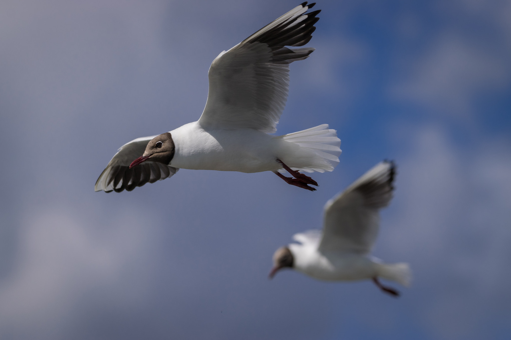 Sigma 150-600mm F5-6.3 DG OS HSM | C sample photo. Black headed gull photography