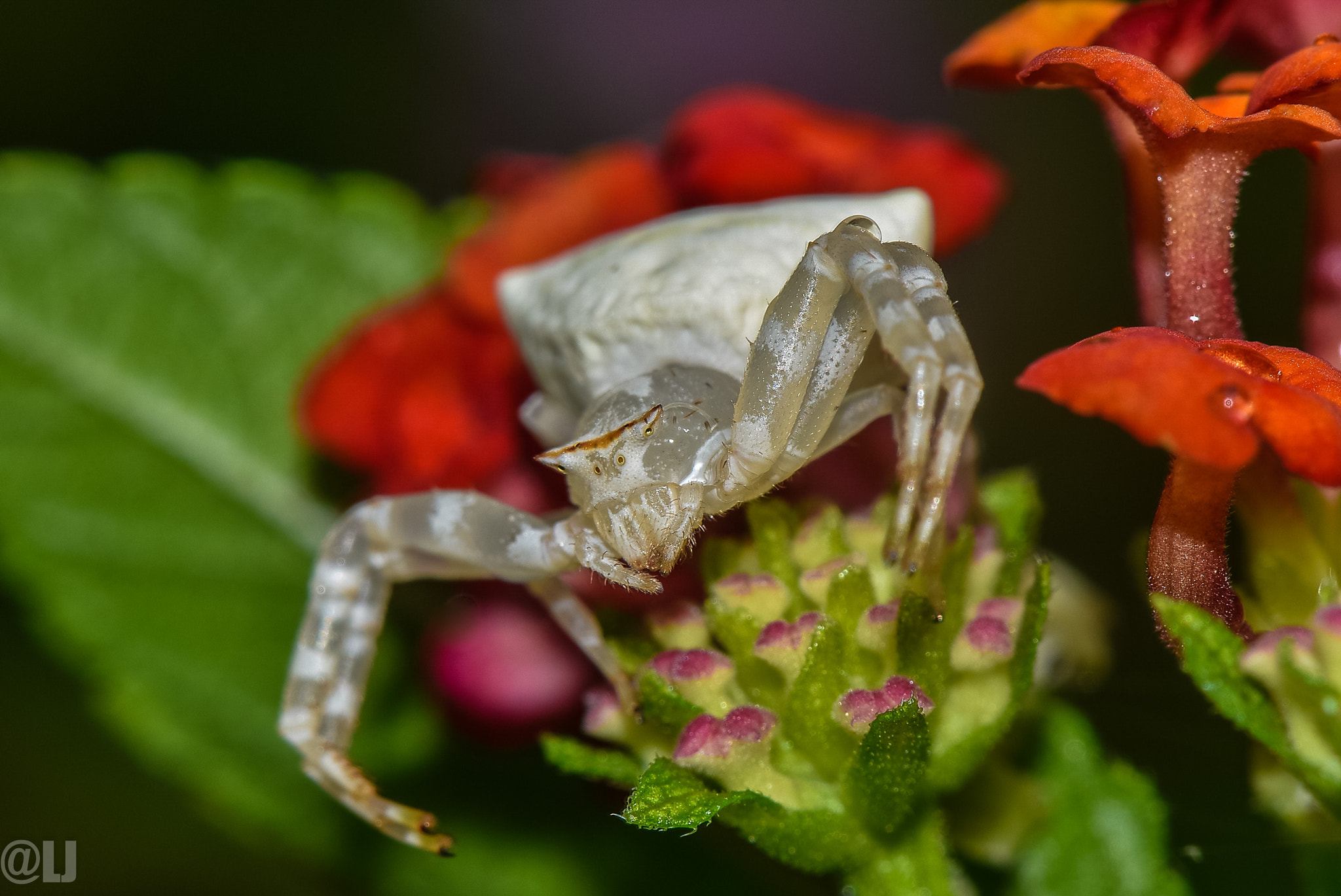 Nikon AF-S Micro-Nikkor 105mm F2.8G IF-ED VR sample photo. Micro world photography