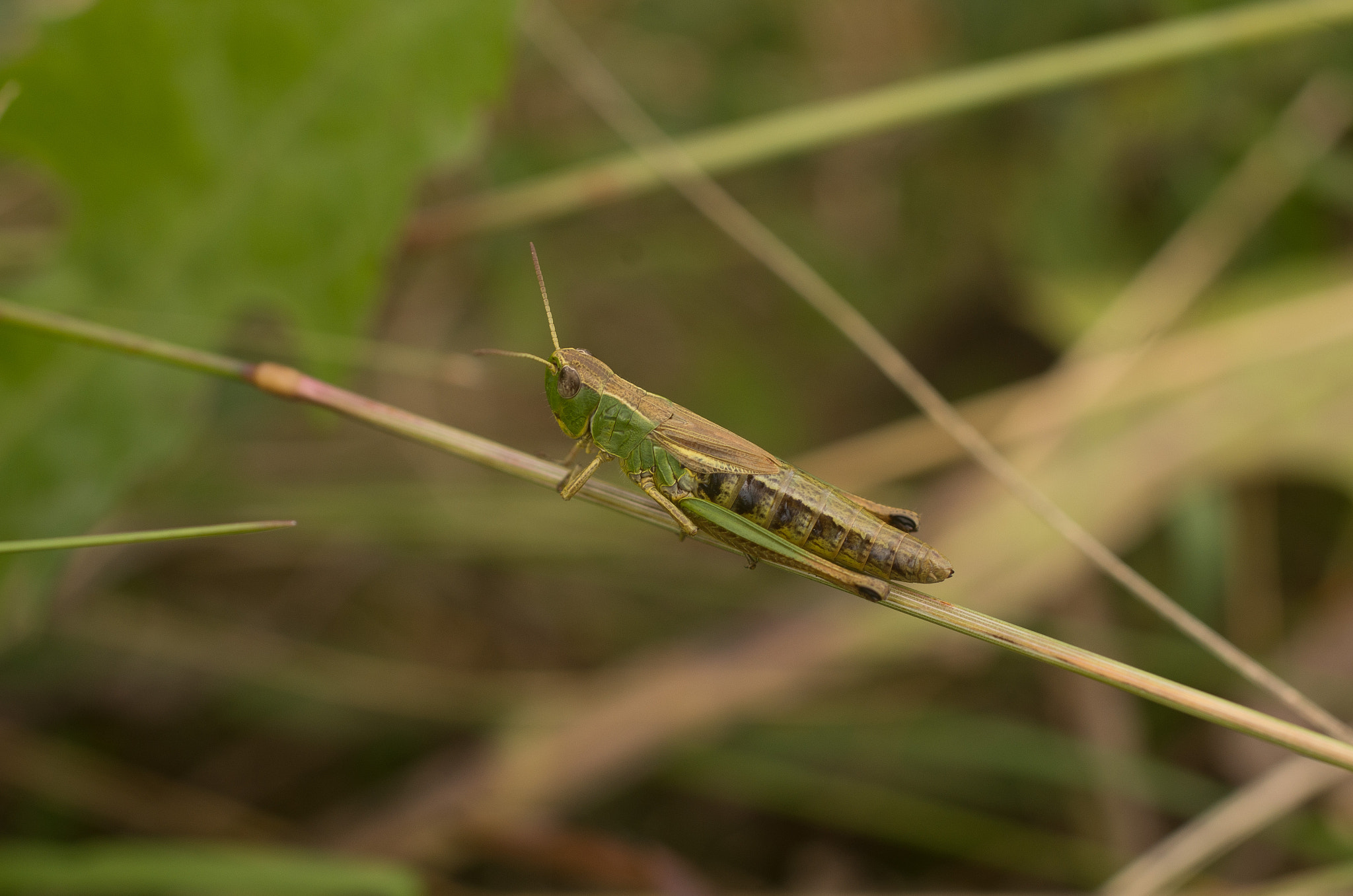 smc PENTAX-F MACRO 50mm F2.8 sample photo. Grasshopper photography