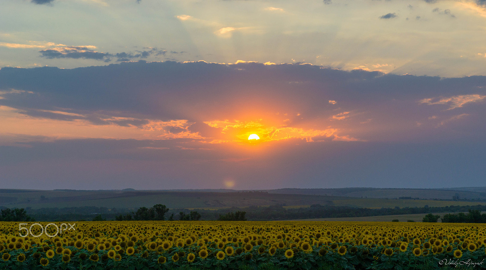 Sigma 17-70mm F2.8-4 DC Macro OS HSM | C sample photo. Sunflowers field photography
