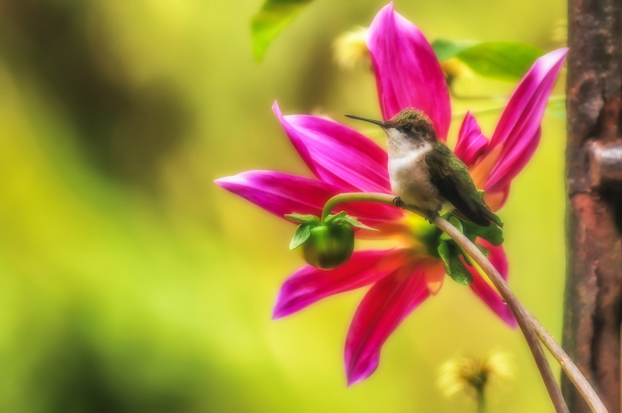 Sony Alpha DSLR-A350 sample photo. Female ruby-throated hummingbird on dahlia, mn photography