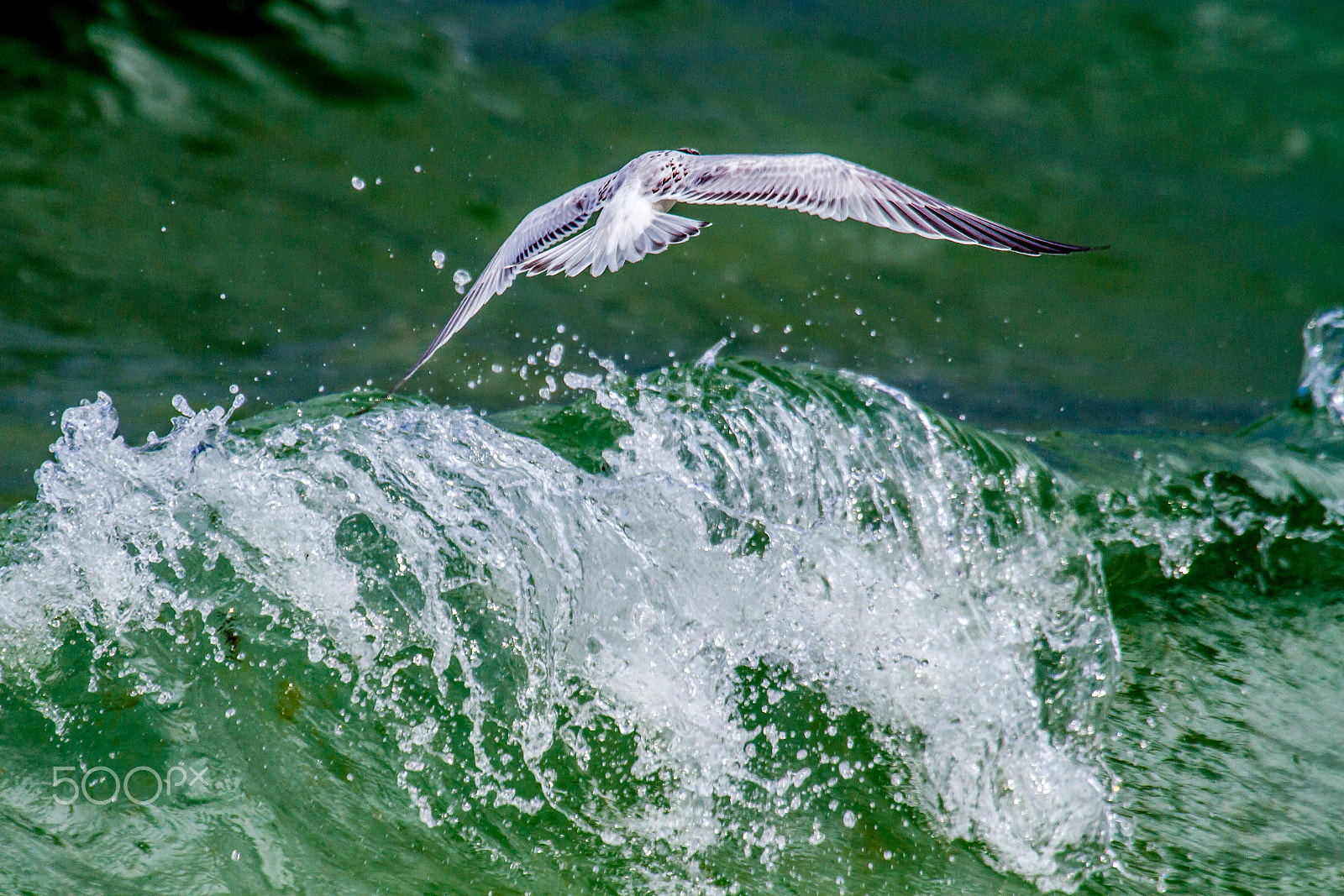 Canon EF 100-400mm F4.5-5.6L IS USM sample photo. Tern over the surf photography