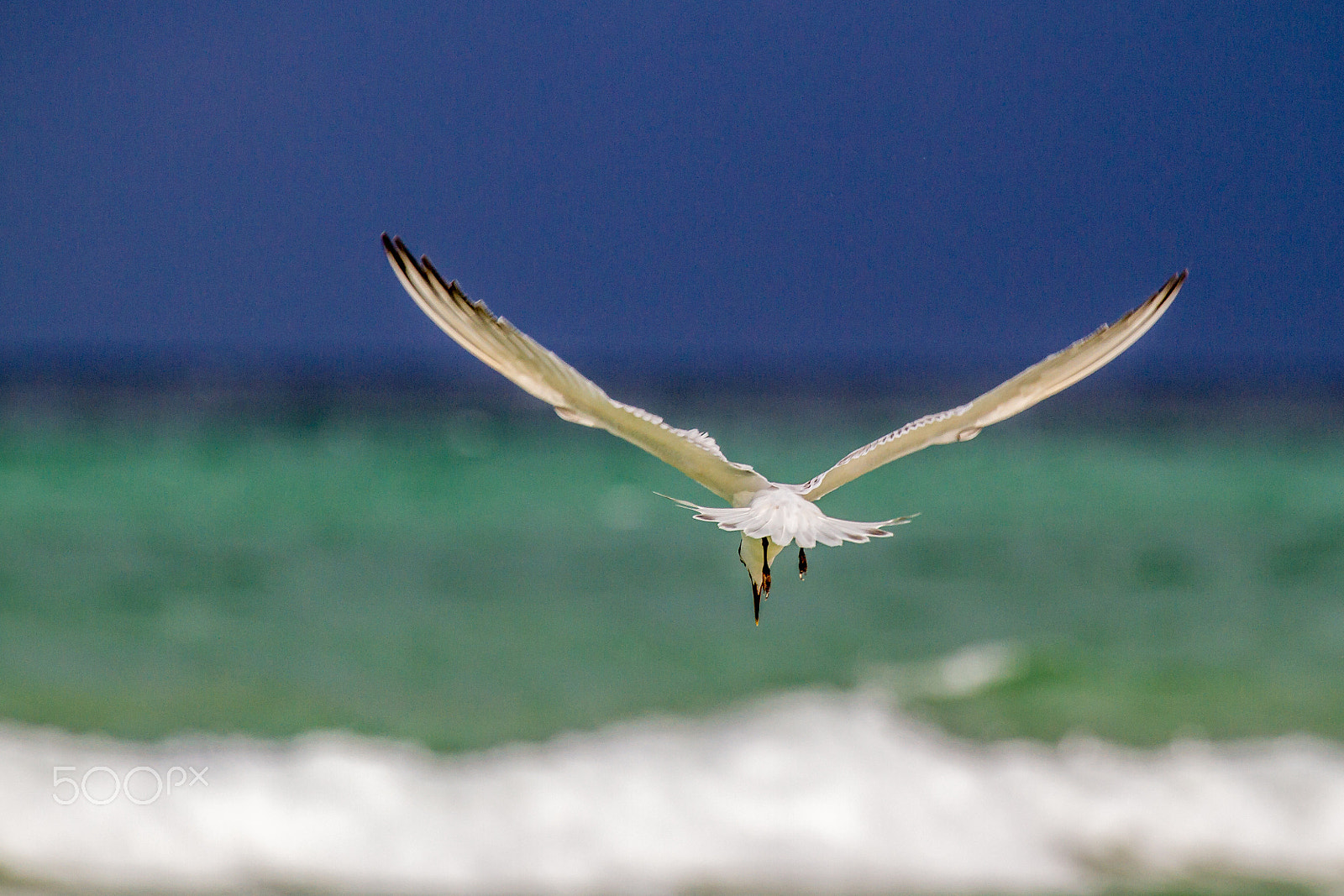 Canon EF 100-400mm F4.5-5.6L IS USM sample photo. Sandwich tern photography