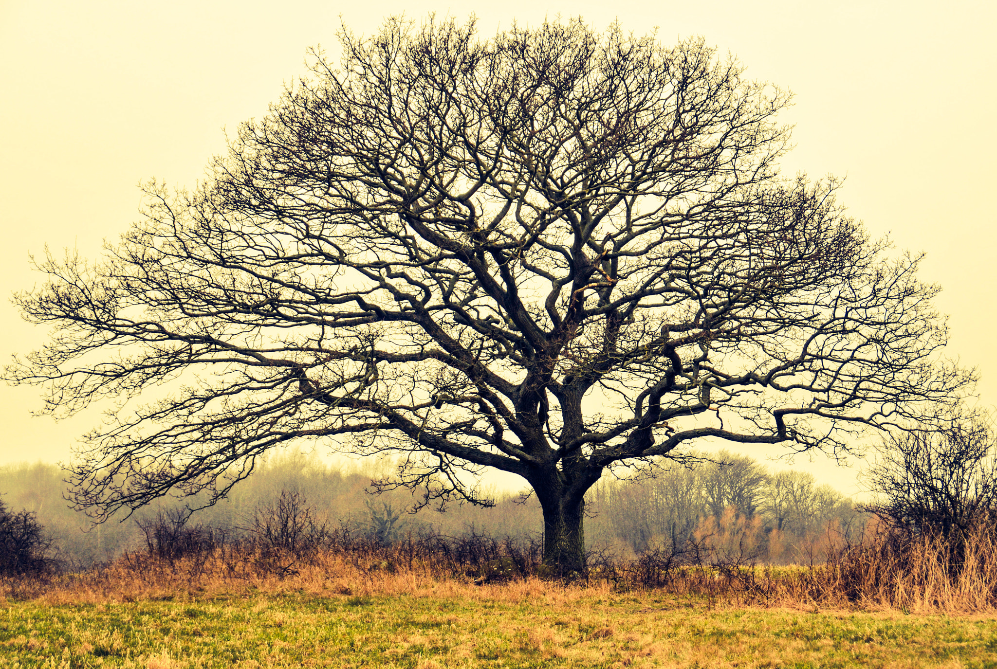Nikon D300 sample photo. Edited photography