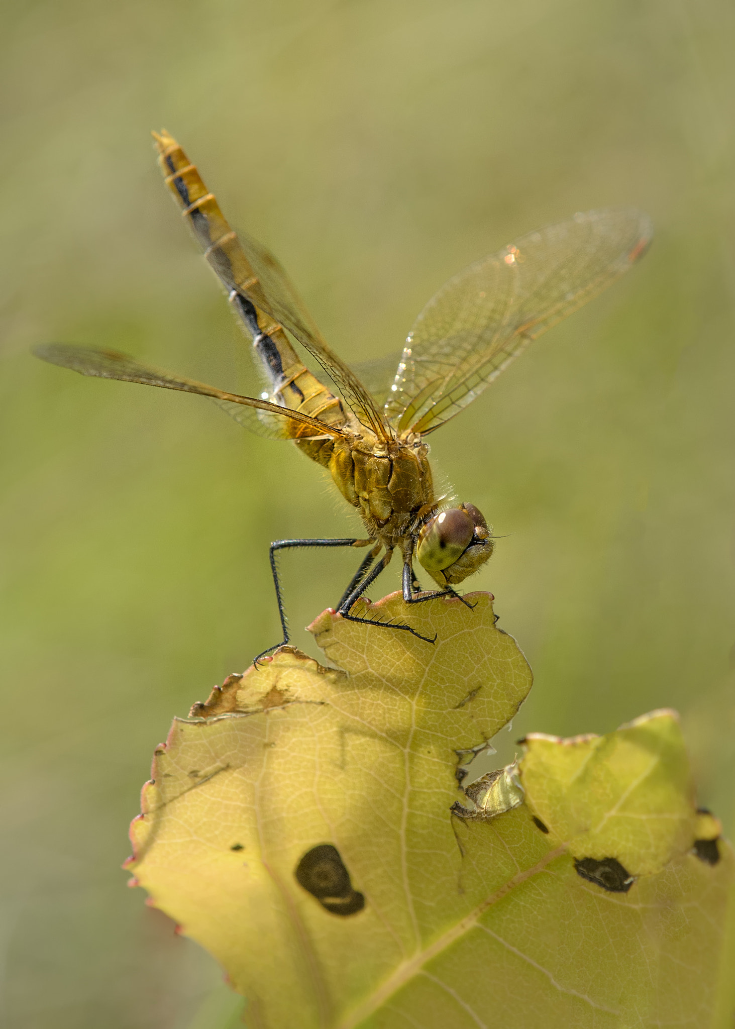 Nikon AF-S DX Micro-Nikkor 85mm F3.5G ED VR sample photo. Yellow dragon photography
