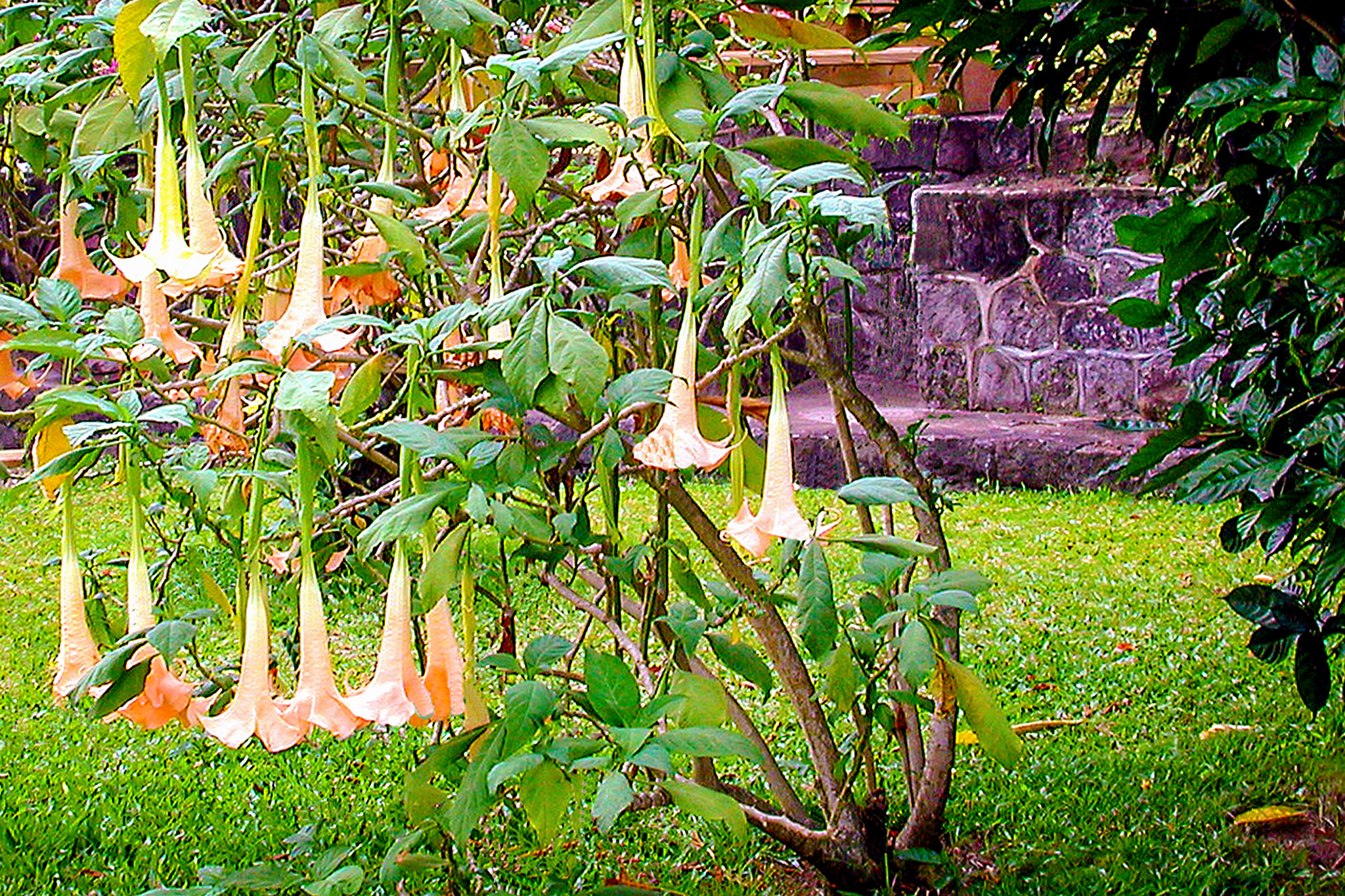 Nikon E990 sample photo. Angel trumpets photography