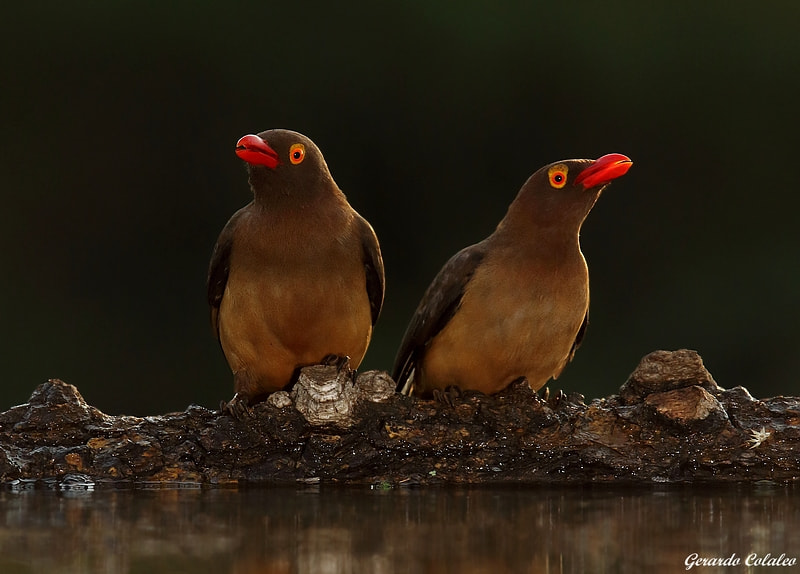 Canon EF 300mm F2.8L IS USM sample photo. Buphagus erythrorhynchus - south africa photography