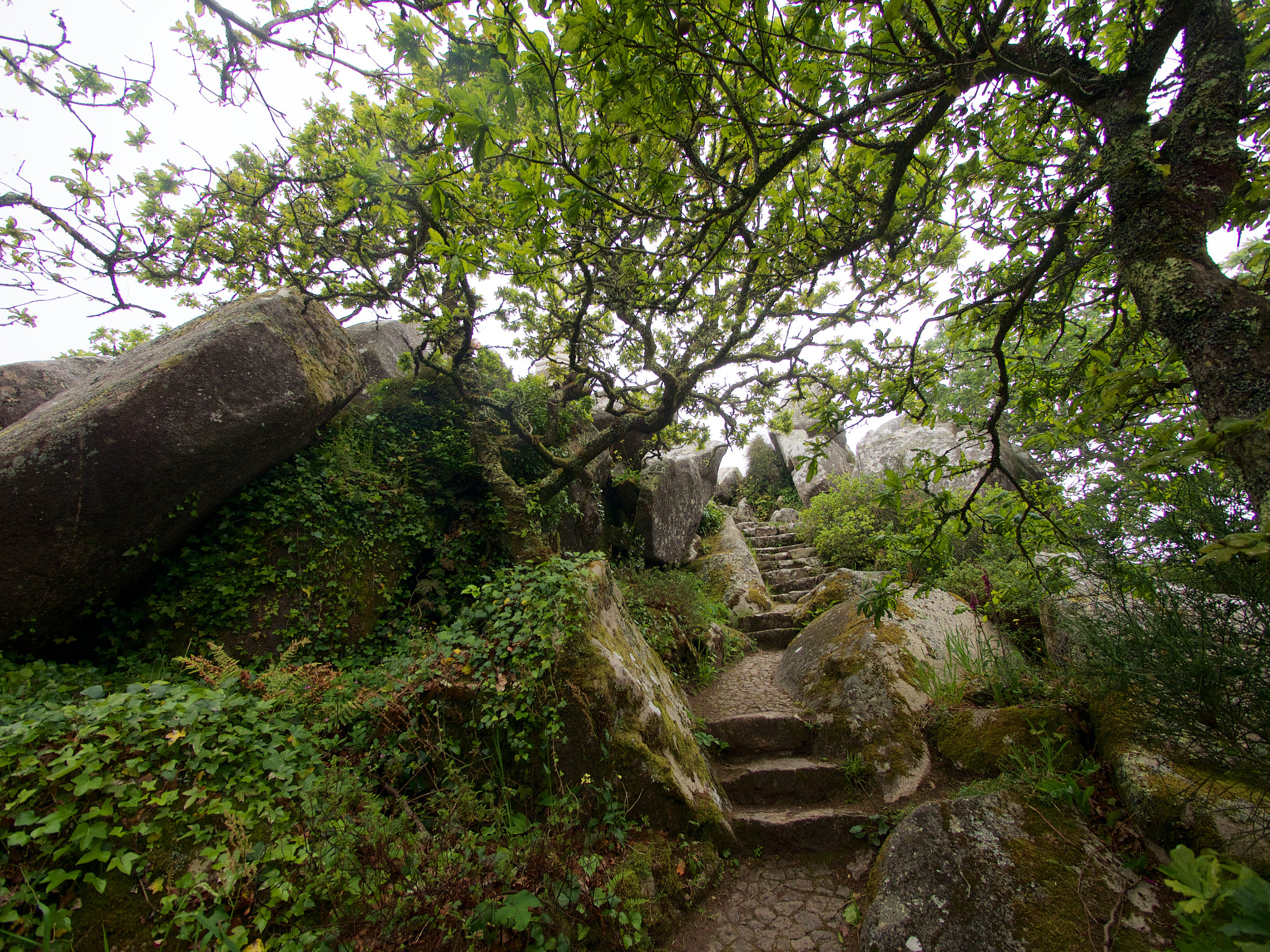 Olympus OM-D E-M5 + Panasonic Lumix G Vario 7-14mm F4 ASPH sample photo. The path rises into the mist photography