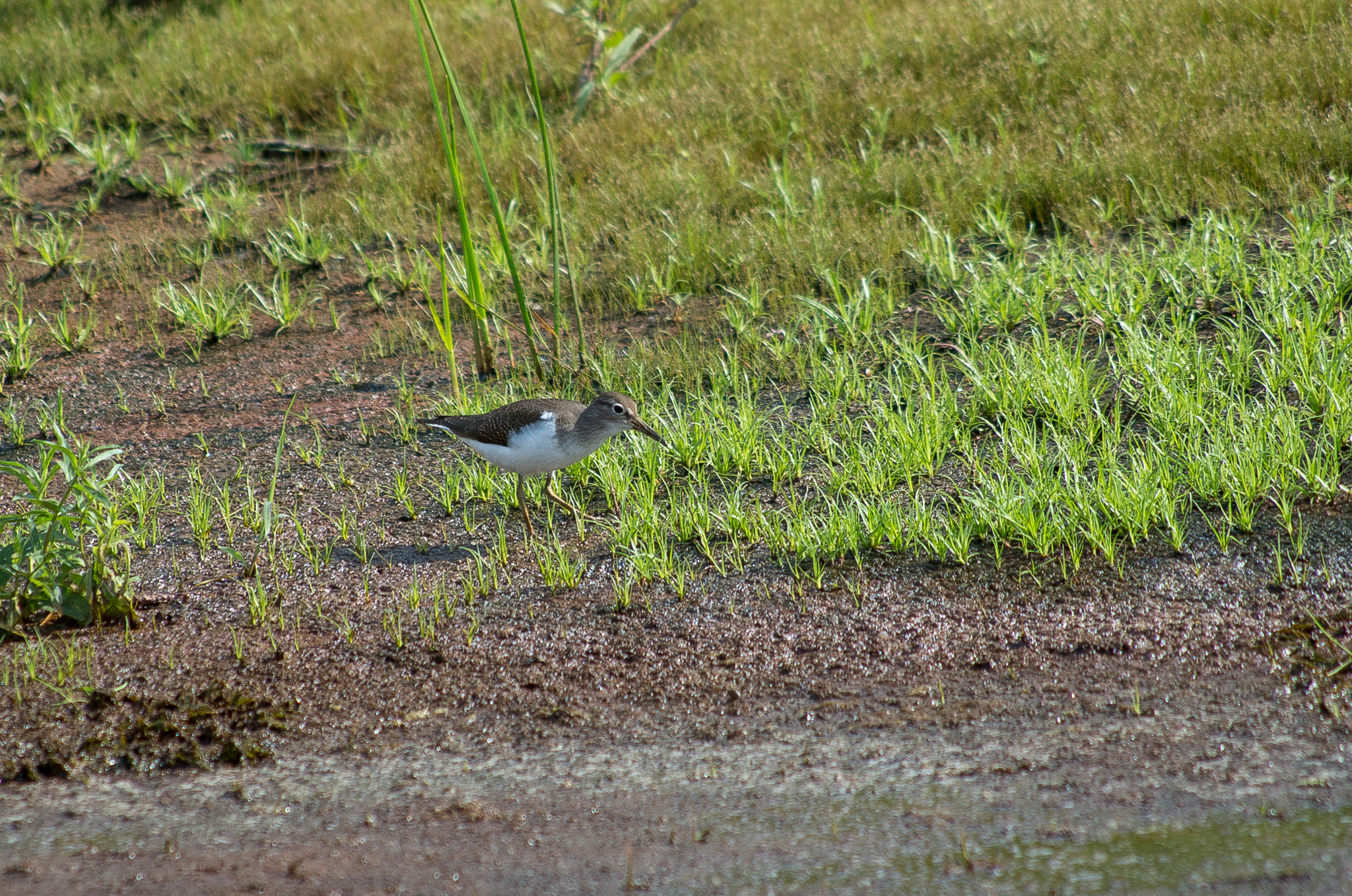 HD Pentax DA 55-300mm F4.0-5.8 ED WR sample photo. Common sandpiper // actitis hypoleucos photography