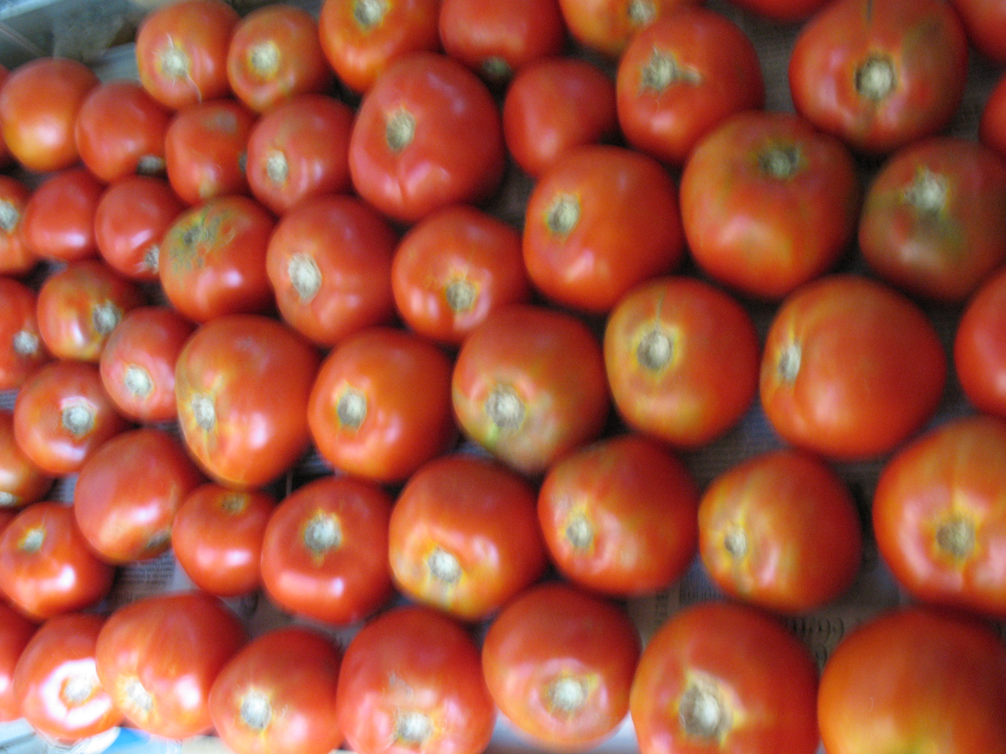 Canon POWERSHOT A630 sample photo. The massive collection of tomatoes began. photography