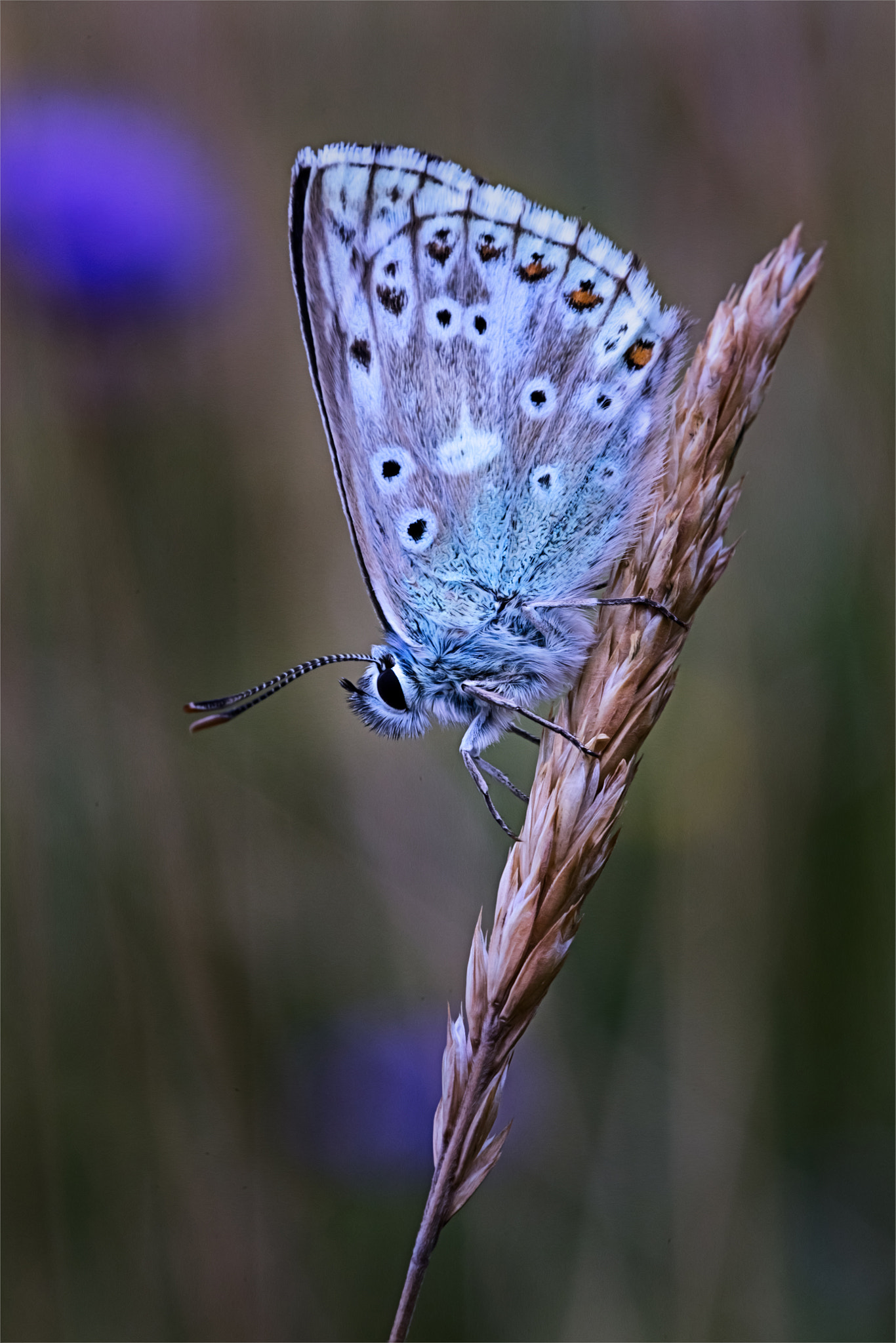 Canon EF 100mm F2.8L Macro IS USM sample photo. Sitting pretty.... photography