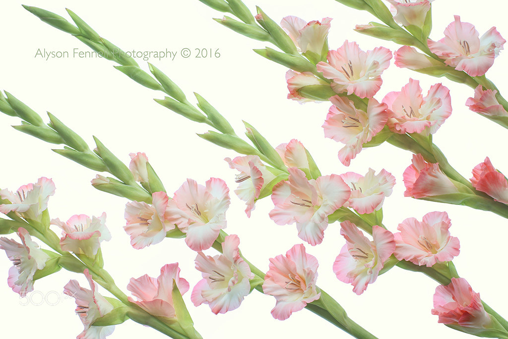 Canon EF 50mm F1.2L USM sample photo. Gladioli flowers photography