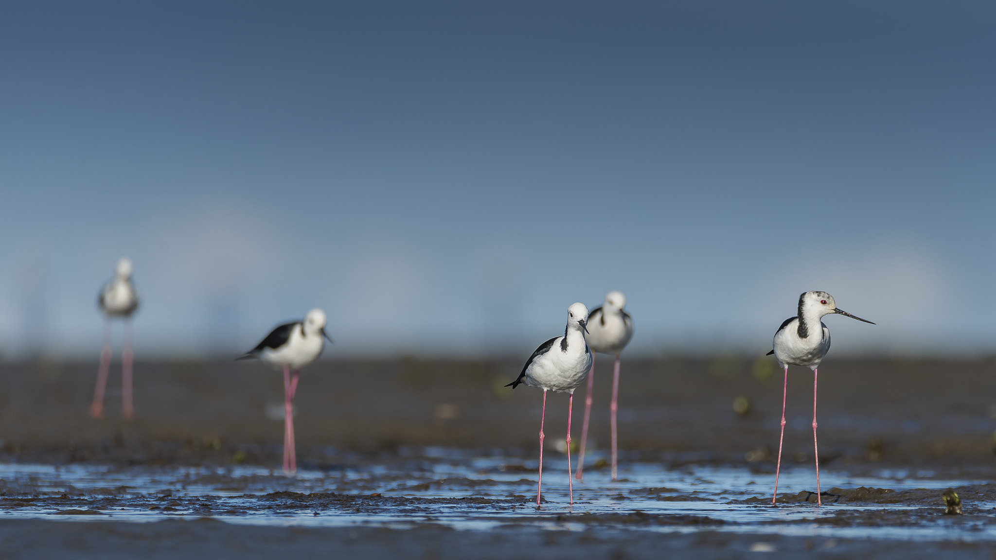 Nikon D600 sample photo. Black winged stilts photography