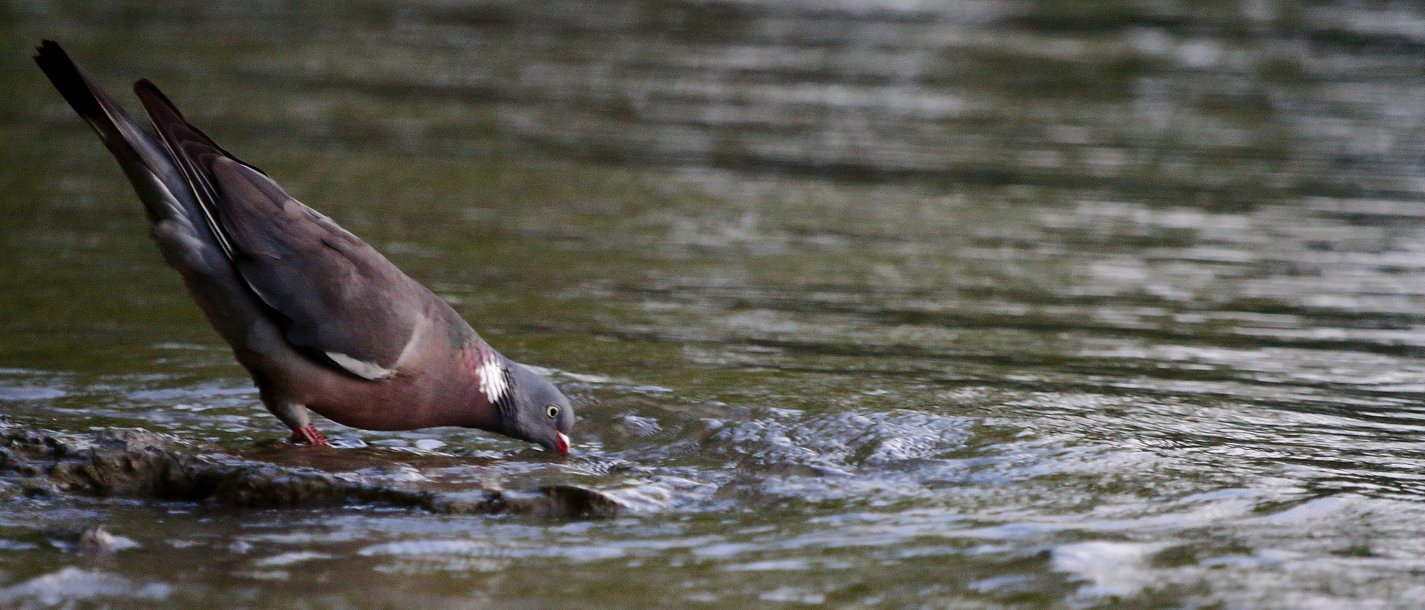 Canon EF 100-400mm F4.5-5.6L IS USM sample photo. Common wood pigeon drinking photography