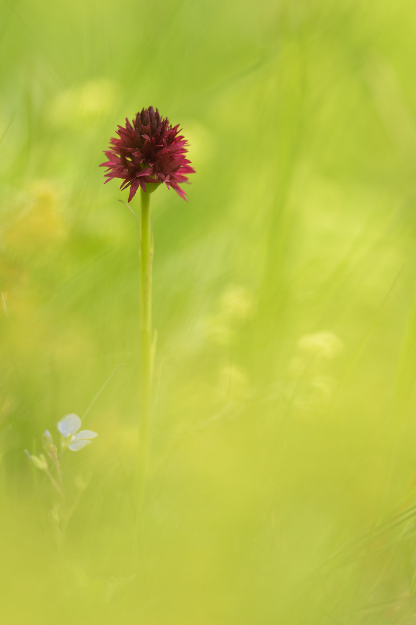 Sigma 150mm F2.8 EX DG Macro HSM sample photo. Nigritella nigra photography