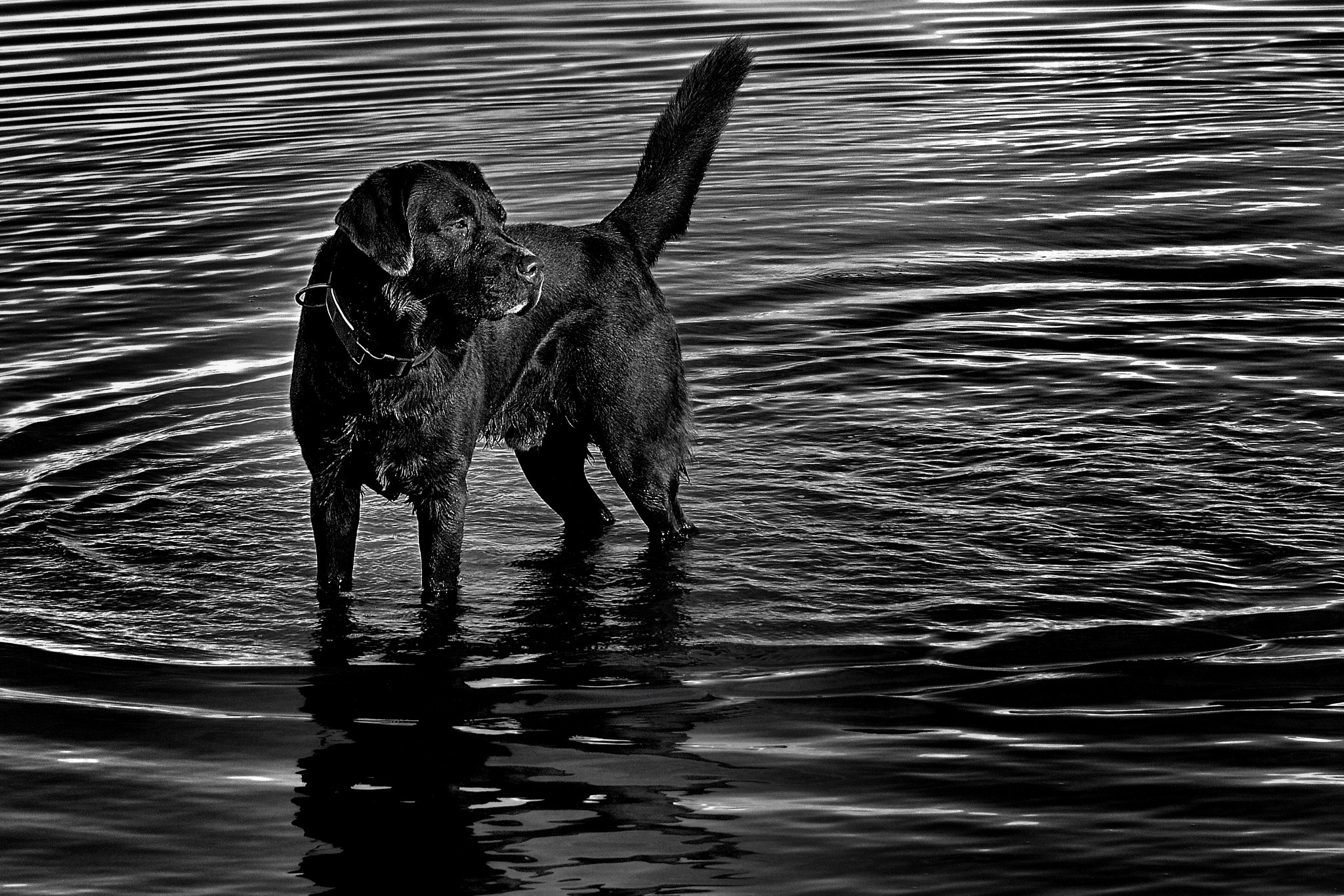 Nikon D300 sample photo. Beachboy  b&w photography