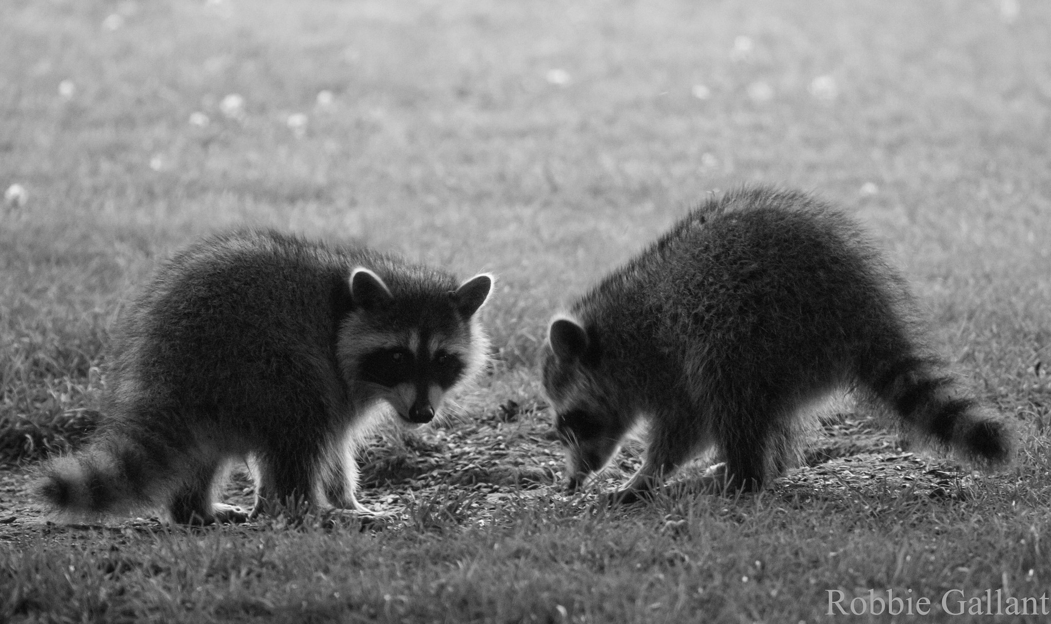 Canon EF 100-400mm F4.5-5.6L IS USM sample photo. Baby racoons photography