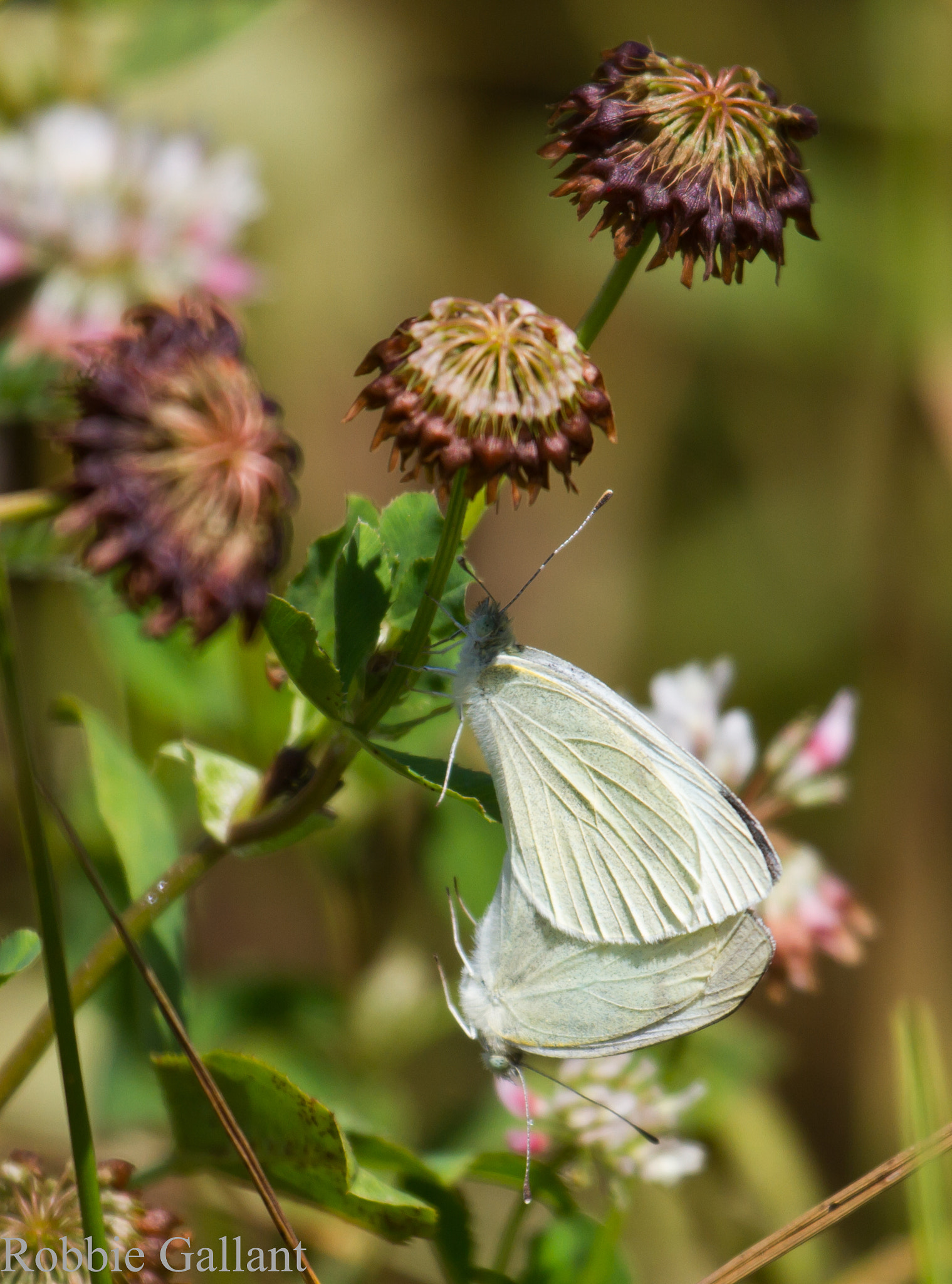 Canon EF 100-400mm F4.5-5.6L IS USM sample photo. Cabbage white mating photography
