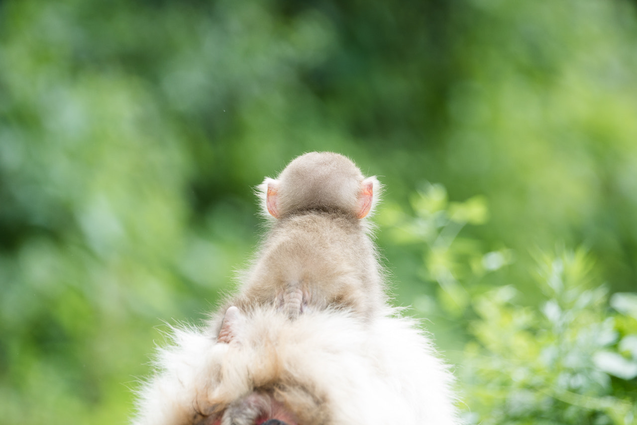 Sony 70-400mm F4-5.6 G SSM II sample photo. Childhood photography