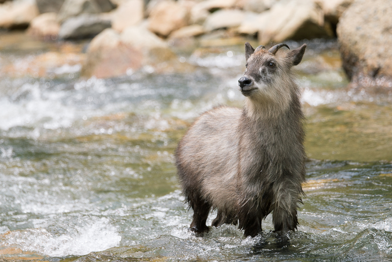 Sony a7S + Sony 70-400mm F4-5.6 G SSM II sample photo. Summer vacation photography