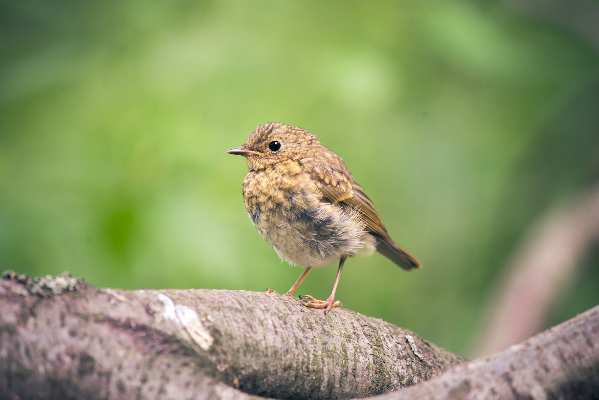 Nikon Nikkor AF-S 300mm F4E PF ED VR sample photo. Nestling robin photography