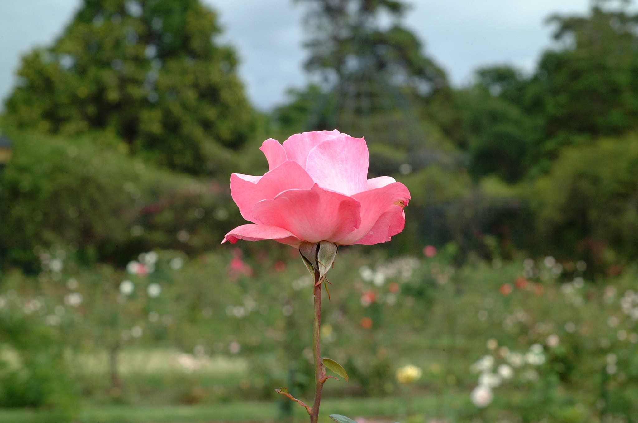 Fujifilm FinePix S1 Pro sample photo. Una rosa photography