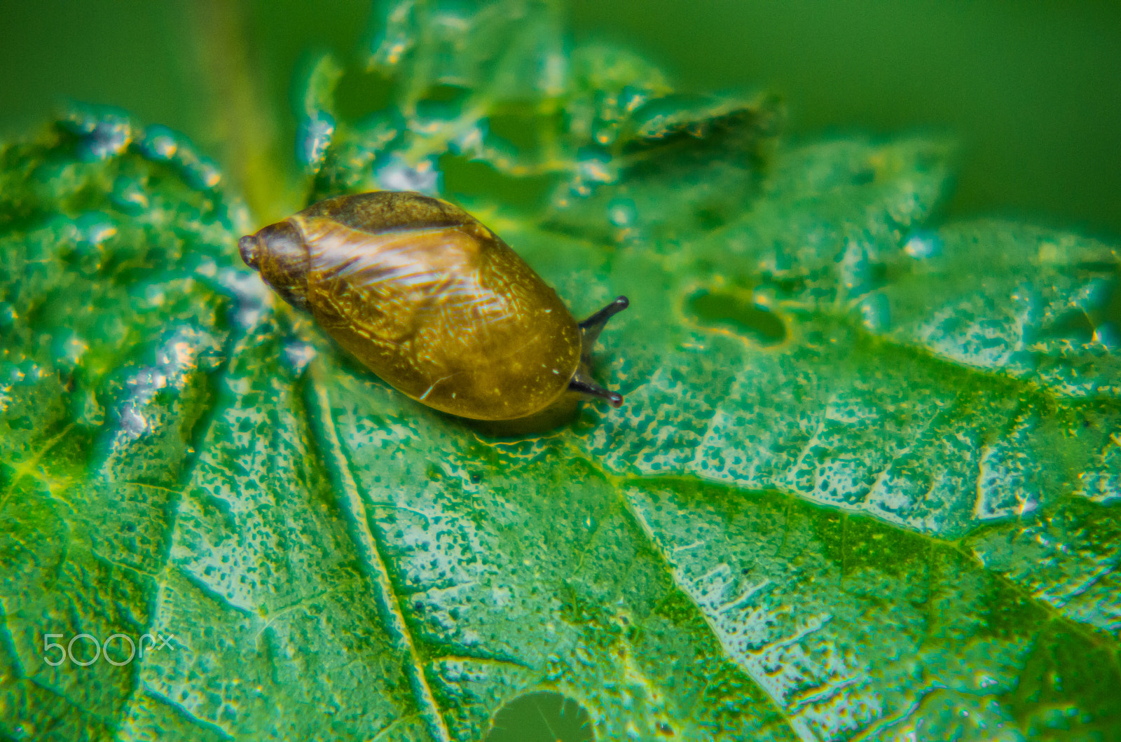 Pentax K-50 + Tamron AF 70-300mm F4-5.6 Di LD Macro sample photo. A snail photography