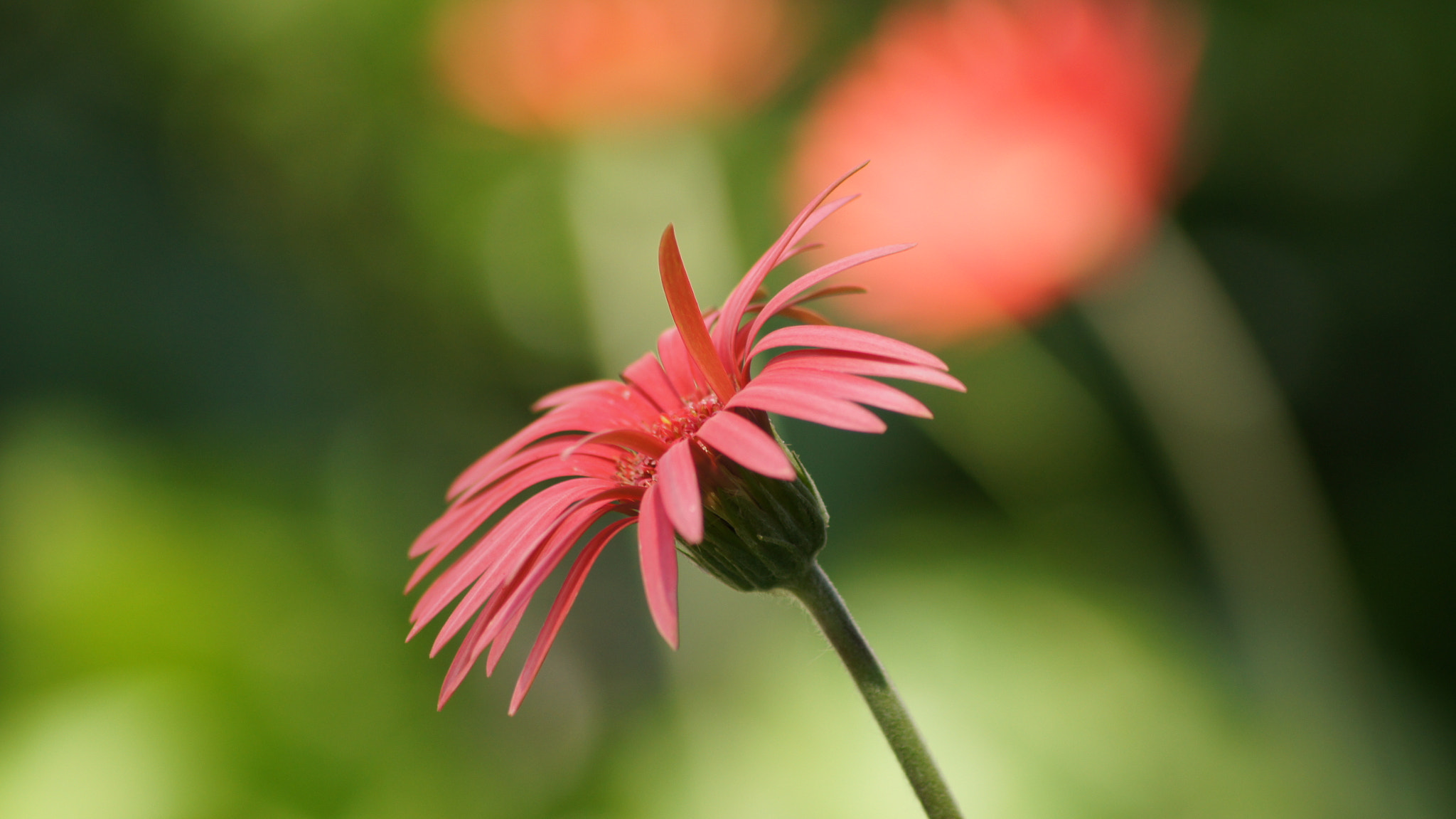 Sony DT 55-200mm F4-5.6 SAM sample photo