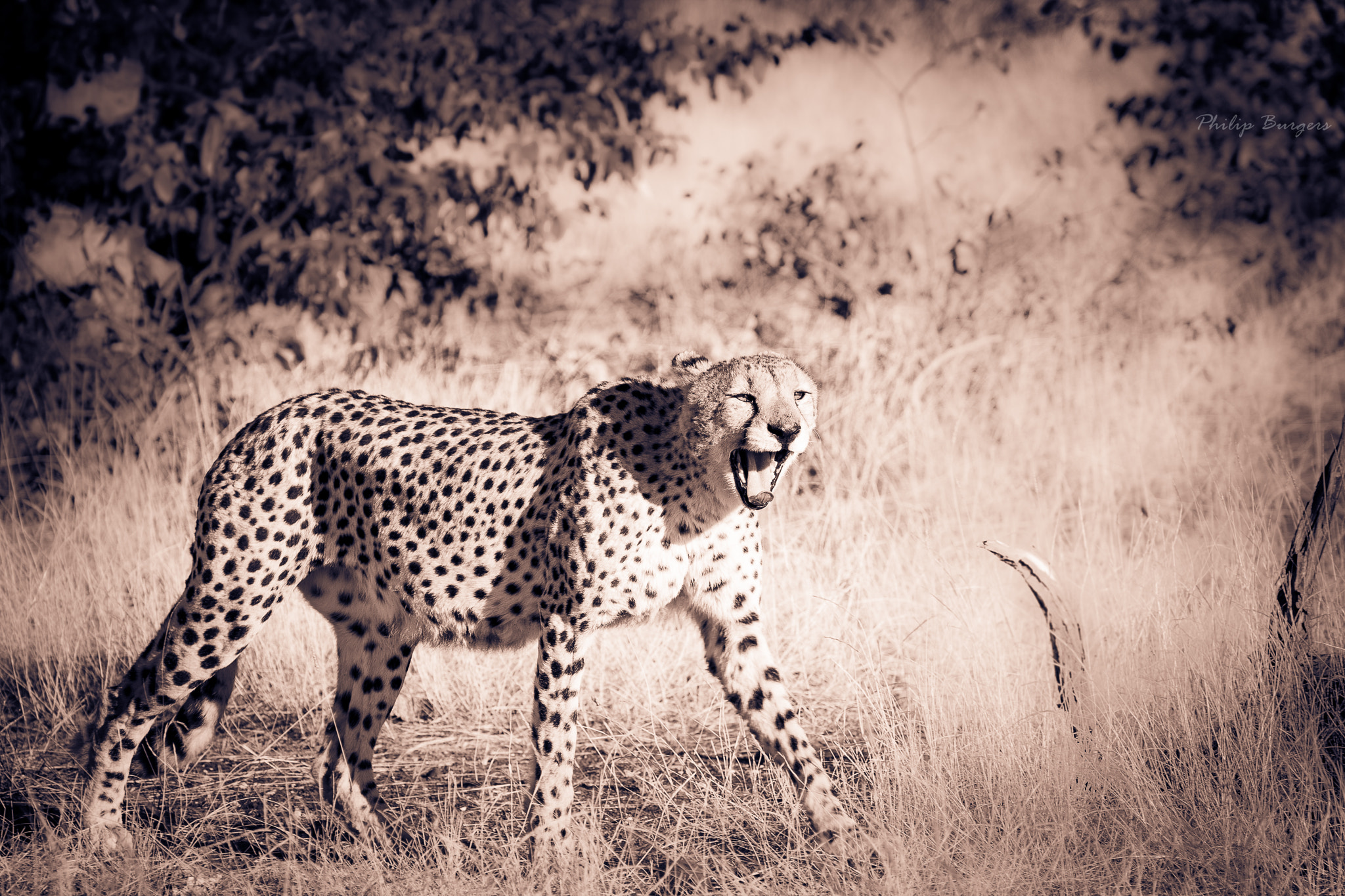 Canon EF 70-200mm F2.8L USM sample photo. Yawn - male cheetah photography
