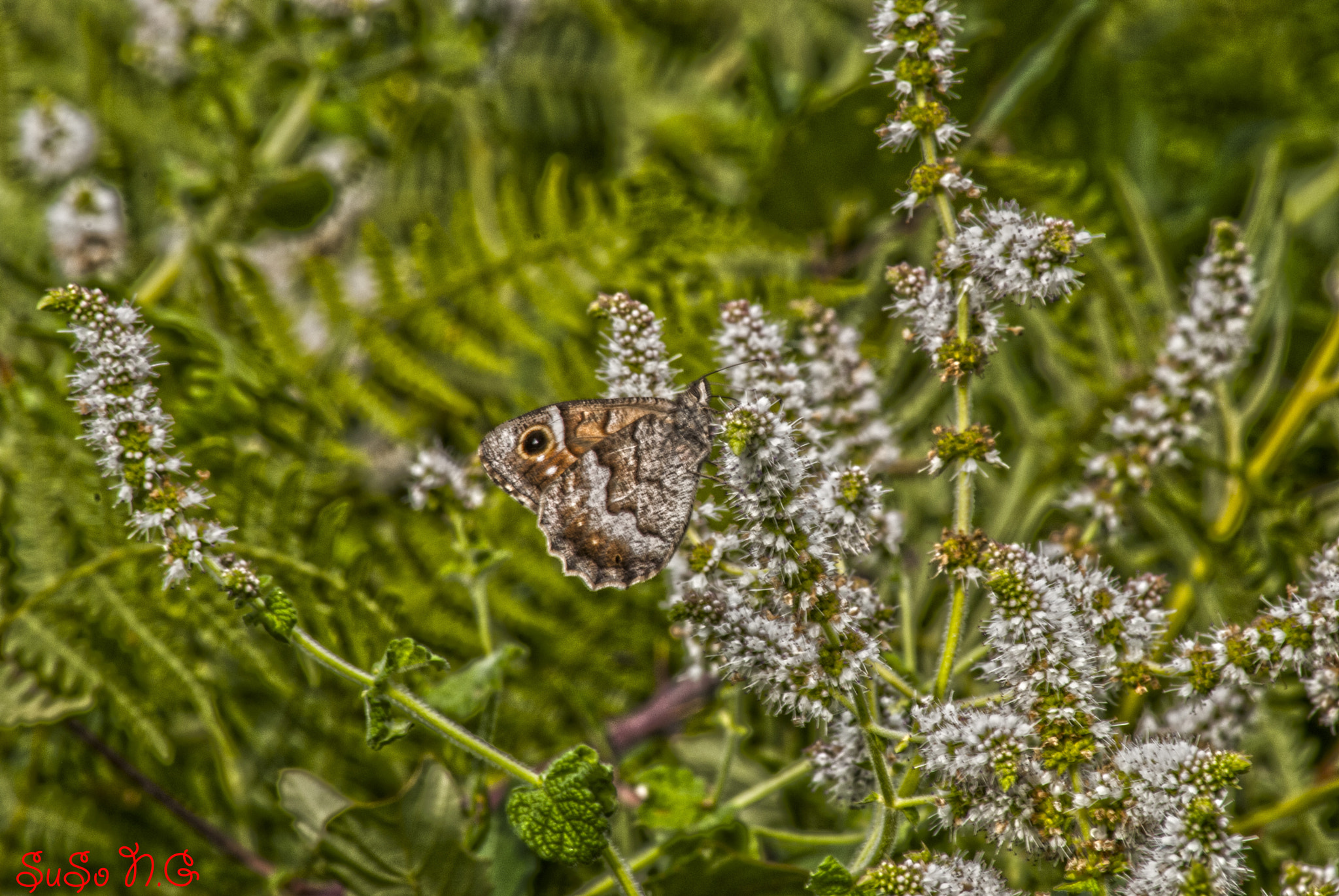 Nikon D3000 sample photo. Mariposa..... photography